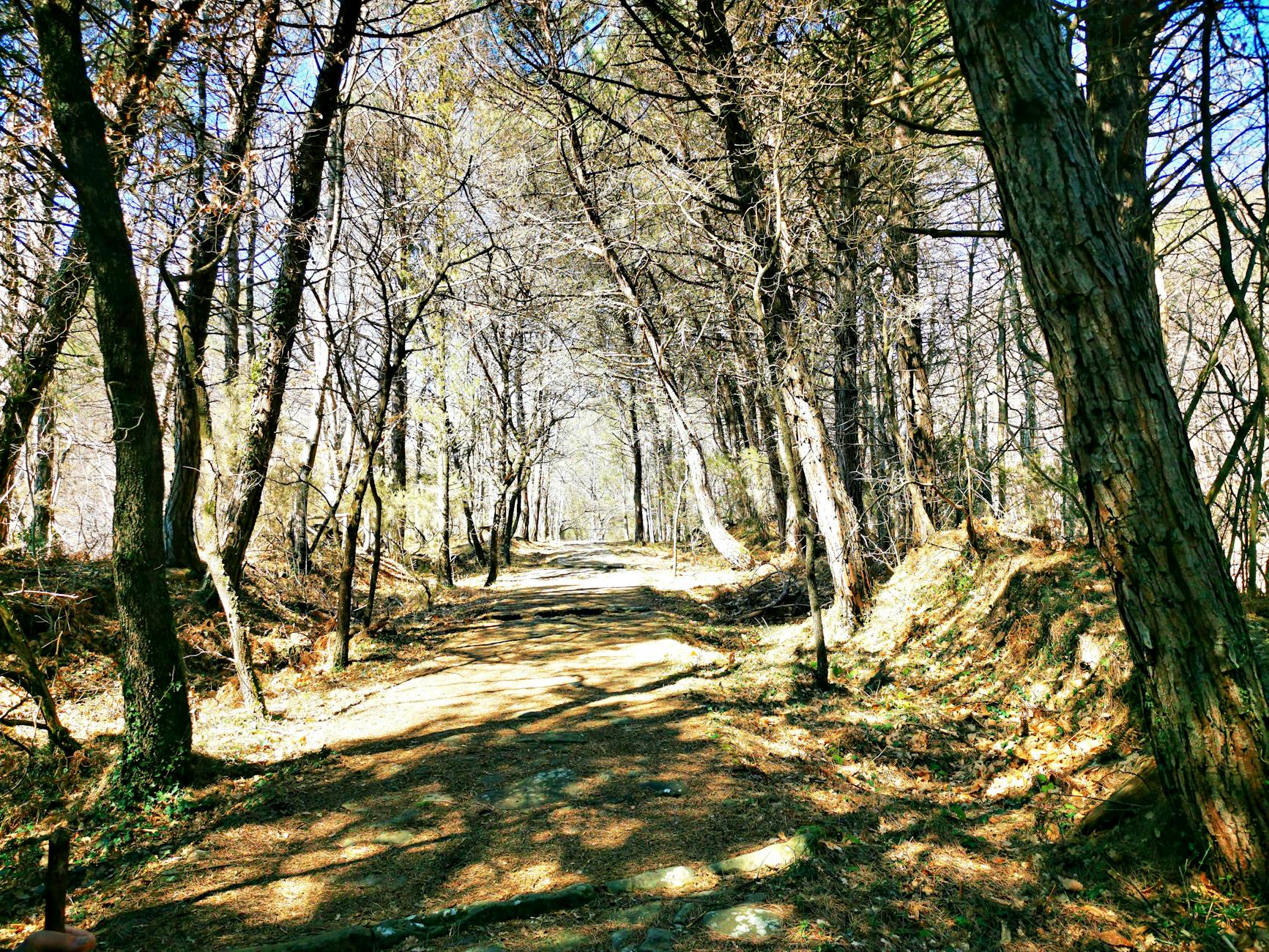 A tranquil dirt pathway through dense forest trees on a sunny day. - sad spring sunlight