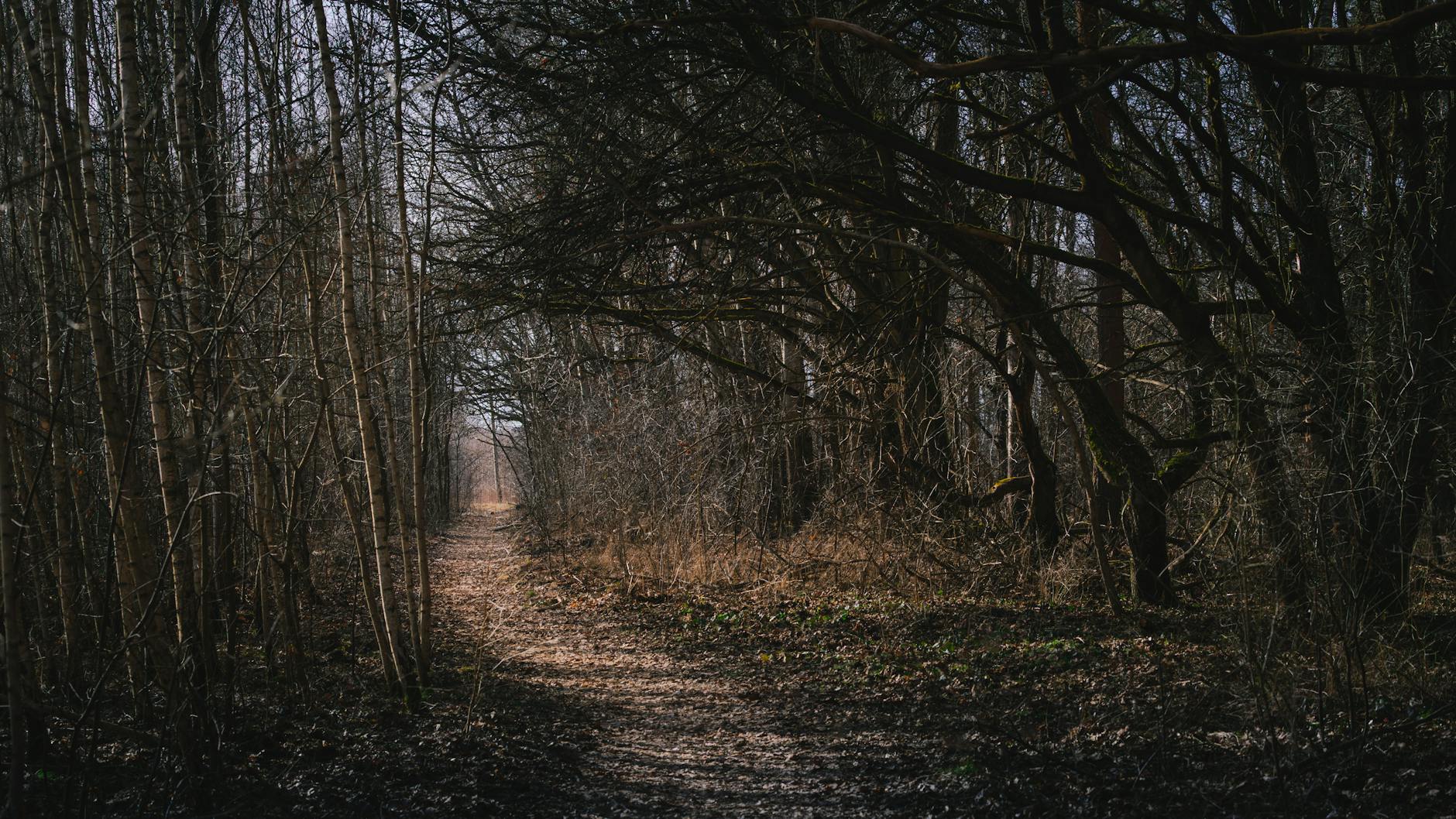 A peaceful forest path lined with bare trees in early spring, perfect for nature walks. - sad spring sunlight