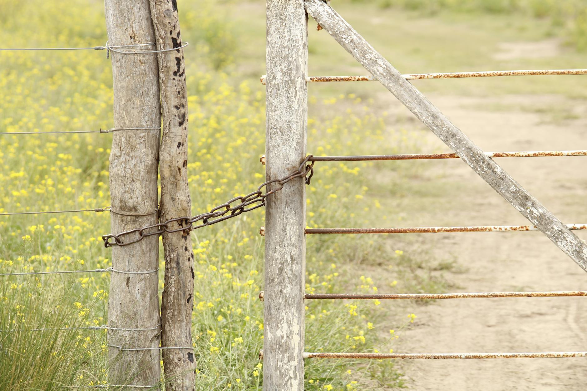 A rustic wooden gate secured with a chain in a yellow wildflower field. - setting boundaries after isolation
