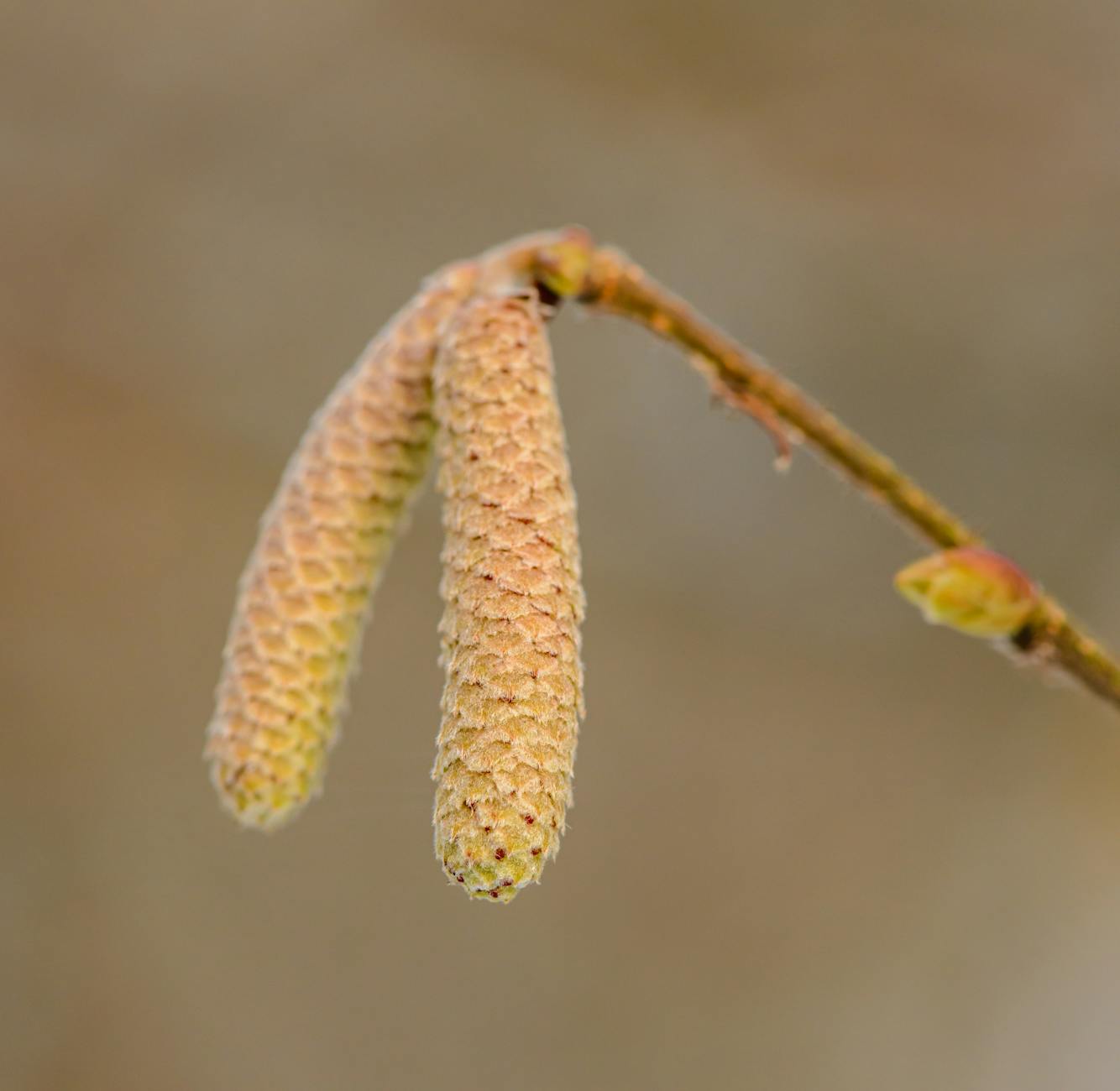 Detailed close-up of hazel catkins showcasing early spring growth and natural texture. - spring allergy irritability