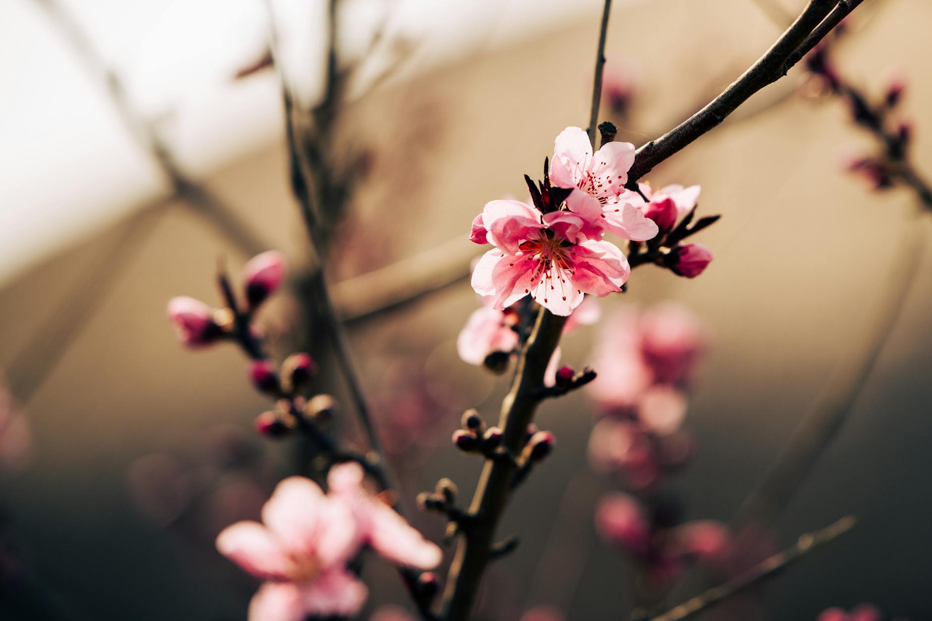 Vibrant pink cherry blossoms in full bloom on a branch during springtime. - spring allergy parenting