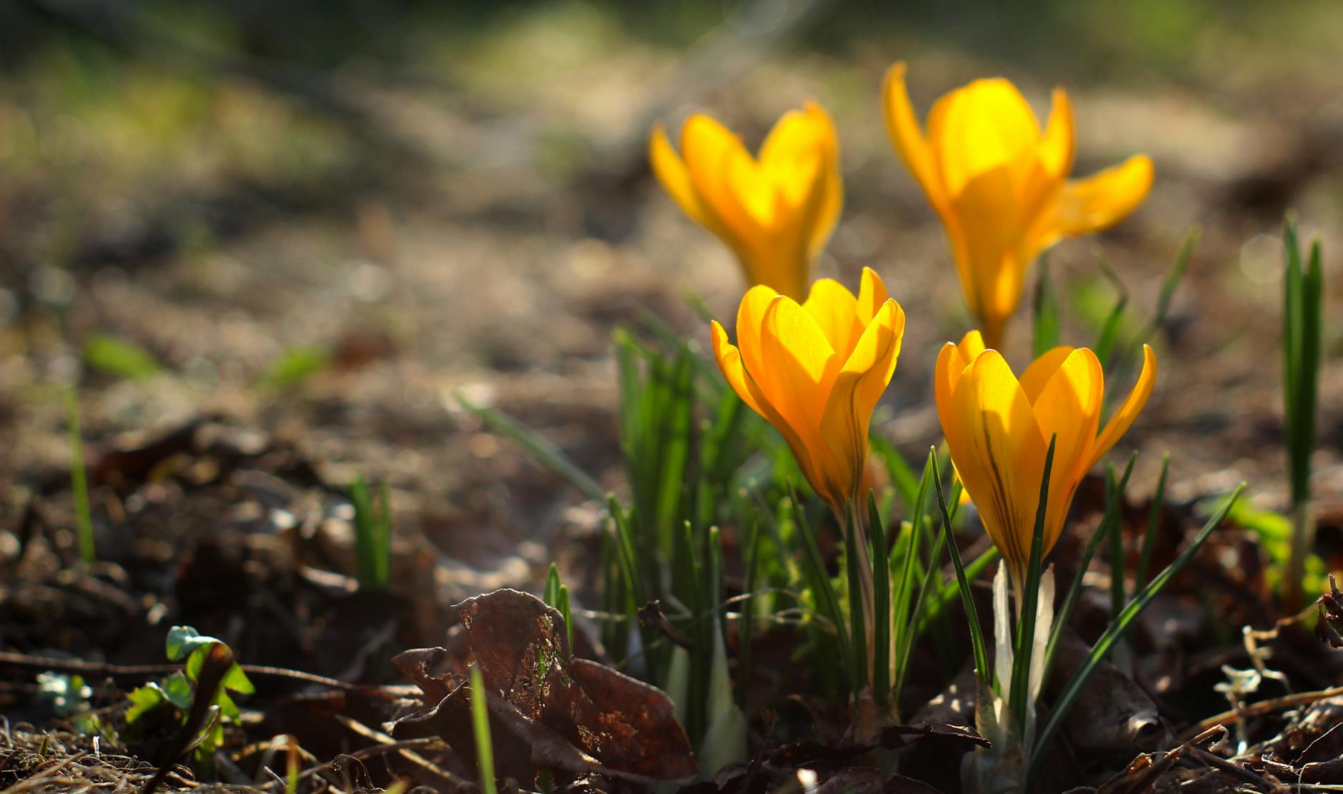Vibrant yellow crocus flowers blooming in spring garden sunlight. - spring depression symptoms
