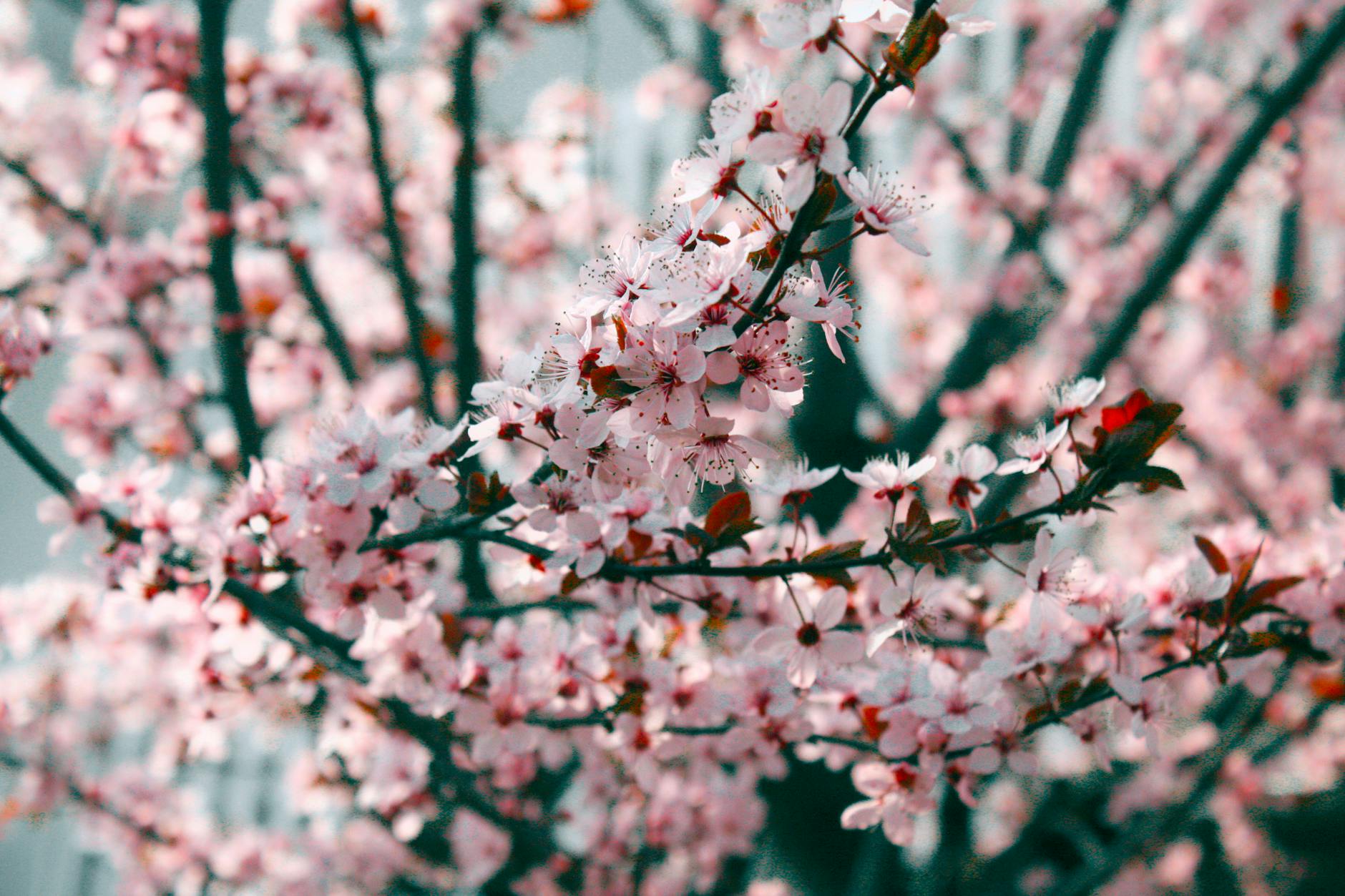 Close-up view of blooming pink cherry blossoms against a soft outdoor background. - spring depression symptoms