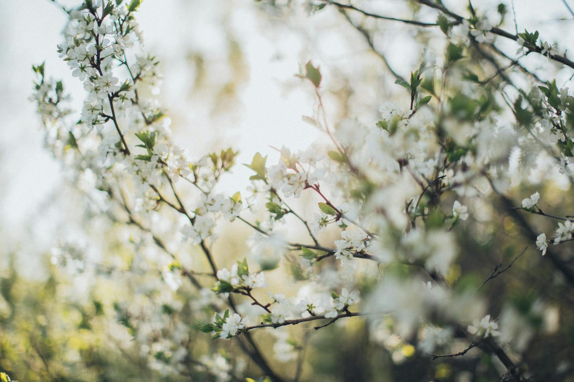 Close-up of blooming cherry blossoms in bright spring sunlight with soft focus. - spring depression symptoms