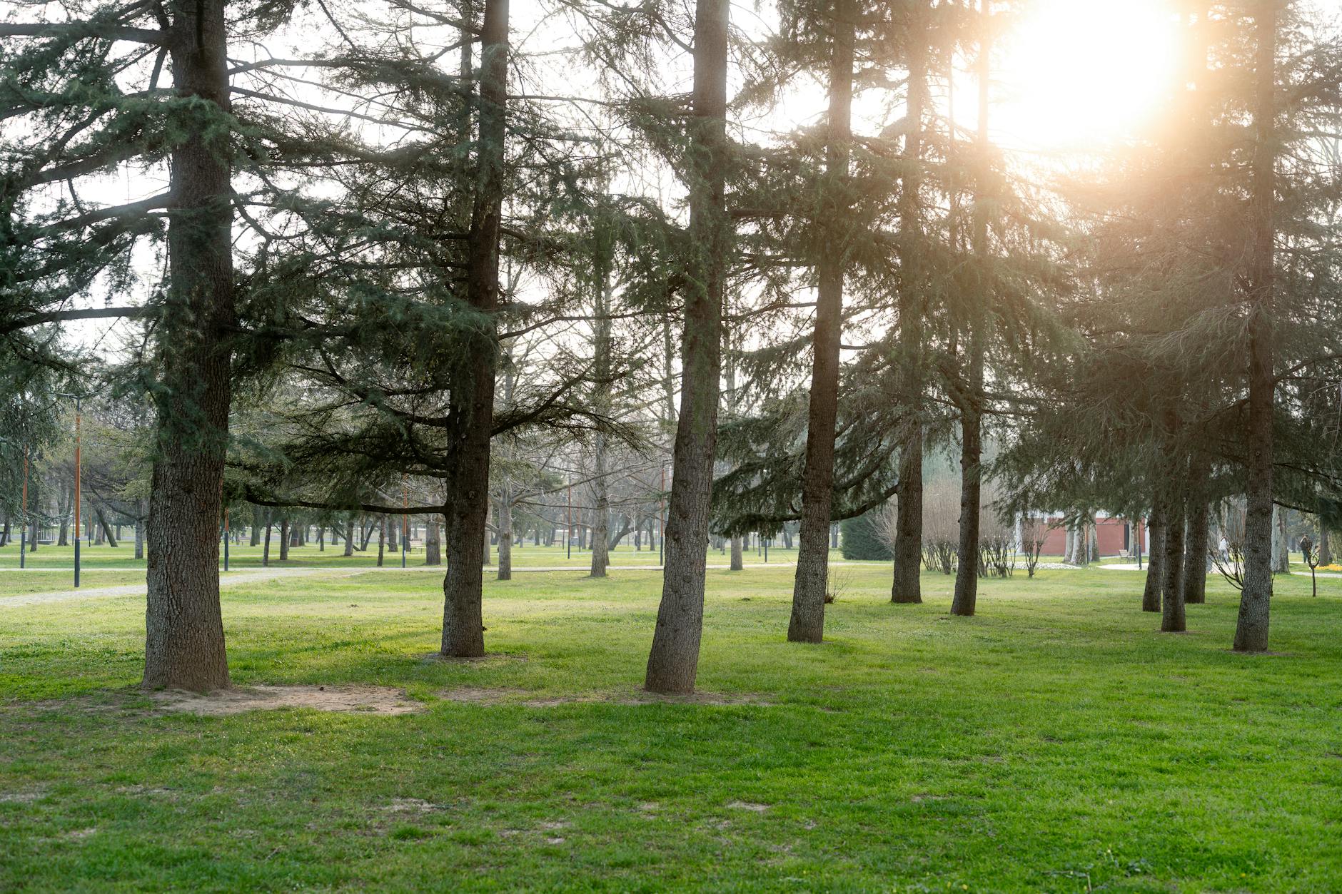 Tranquil park scene with sunlit trees and lush green grass. Perfect for nature and relaxation themes. - spring depression therapy