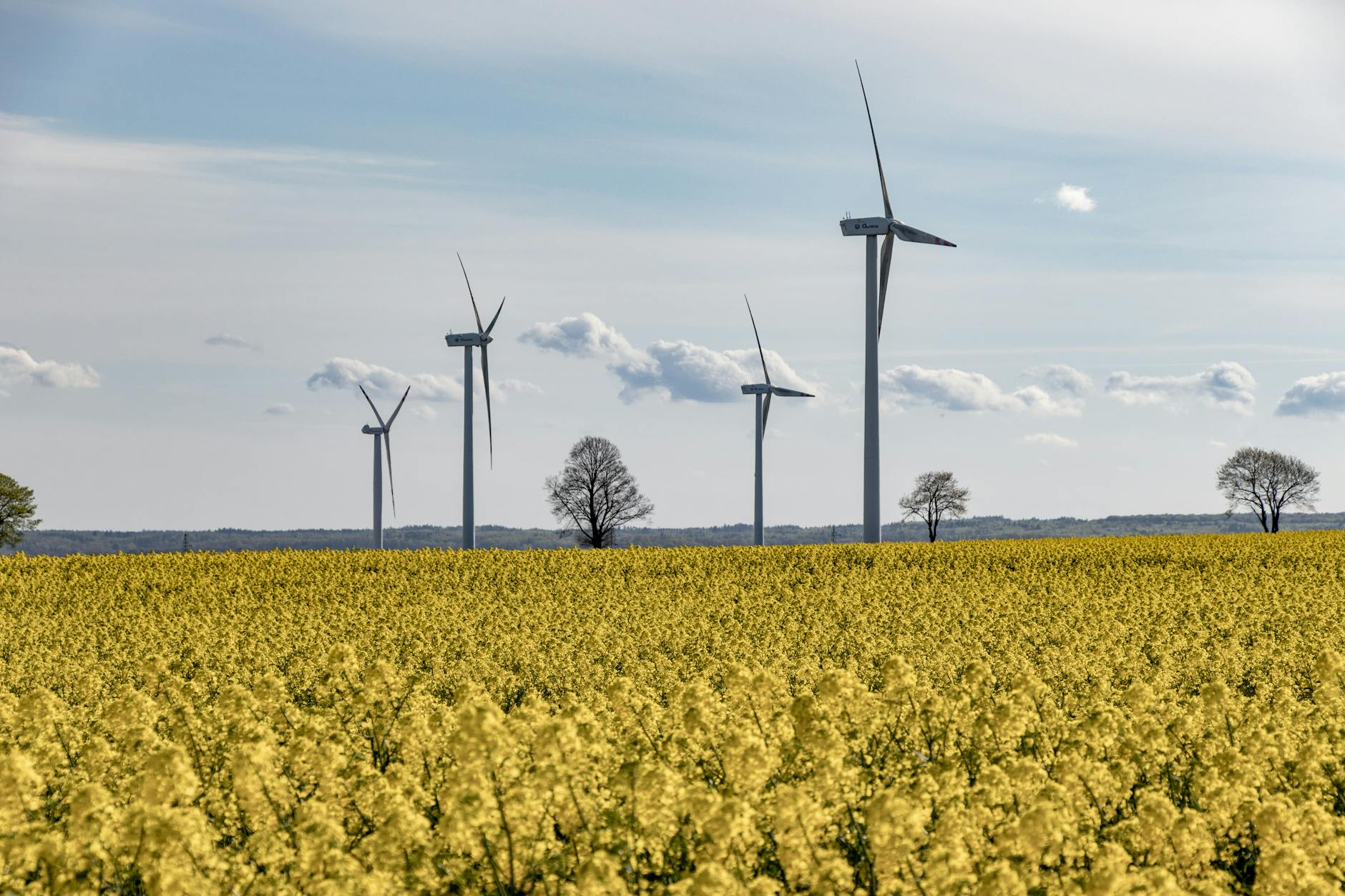 Wind turbines amidst a vibrant yellow canola field under a blue sky. - spring energy boost