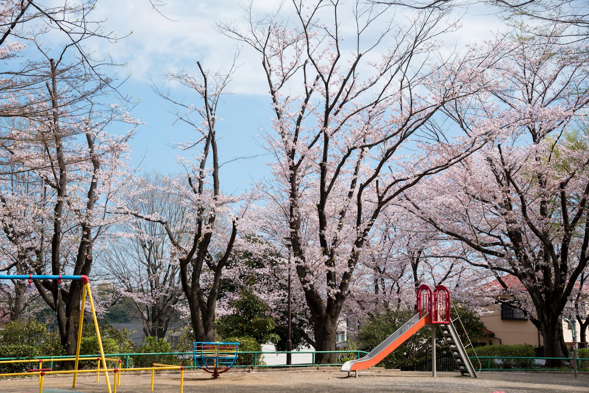 Serene park scene with cherry blossoms and a colorful playground under a clear sky. - spring growth spurt communication