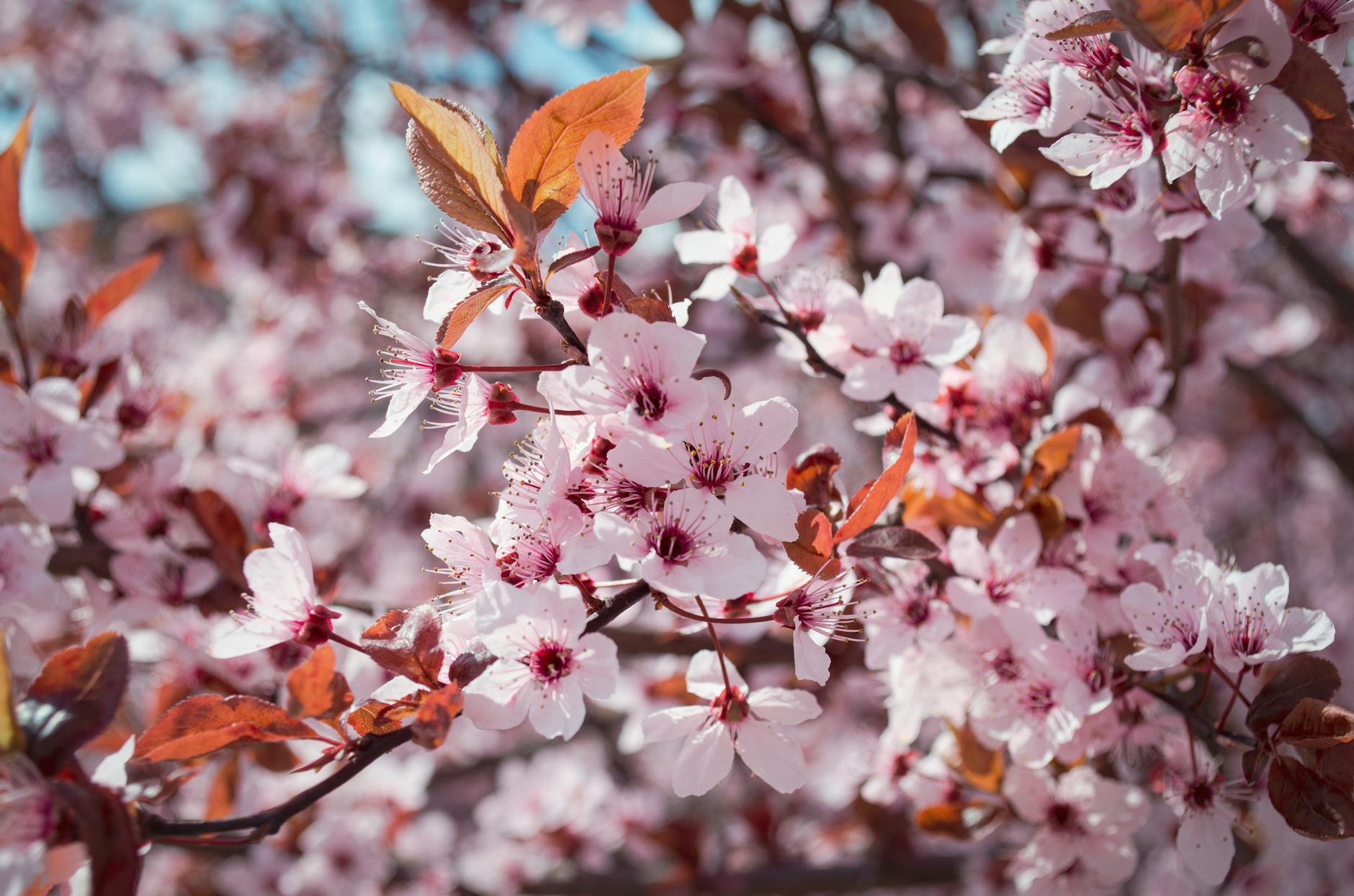 Close-up of cherry blossoms in full bloom, capturing the essence of spring. - spring growth spurt communication
