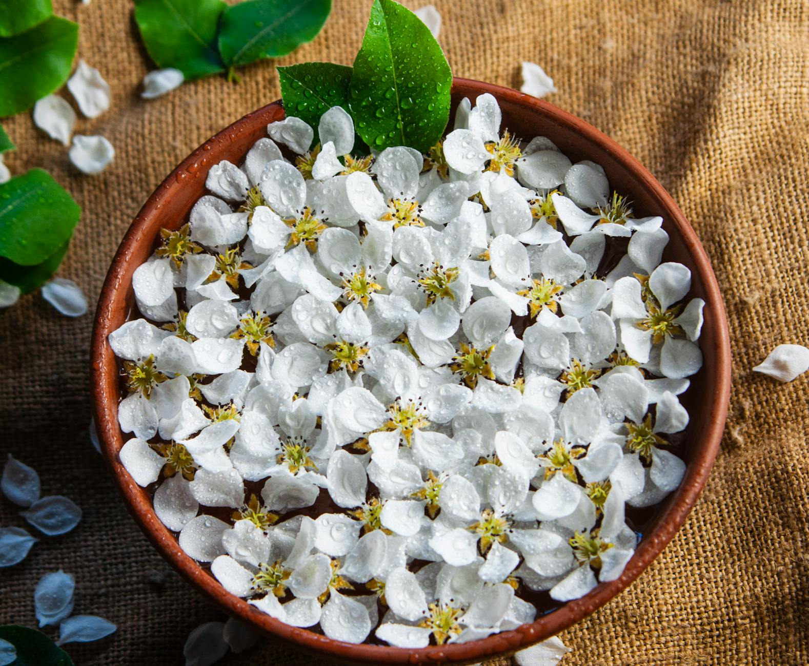Close-up of white flower petals with water droplets in a rustic bowl on burlap. - spring melancholy therapy