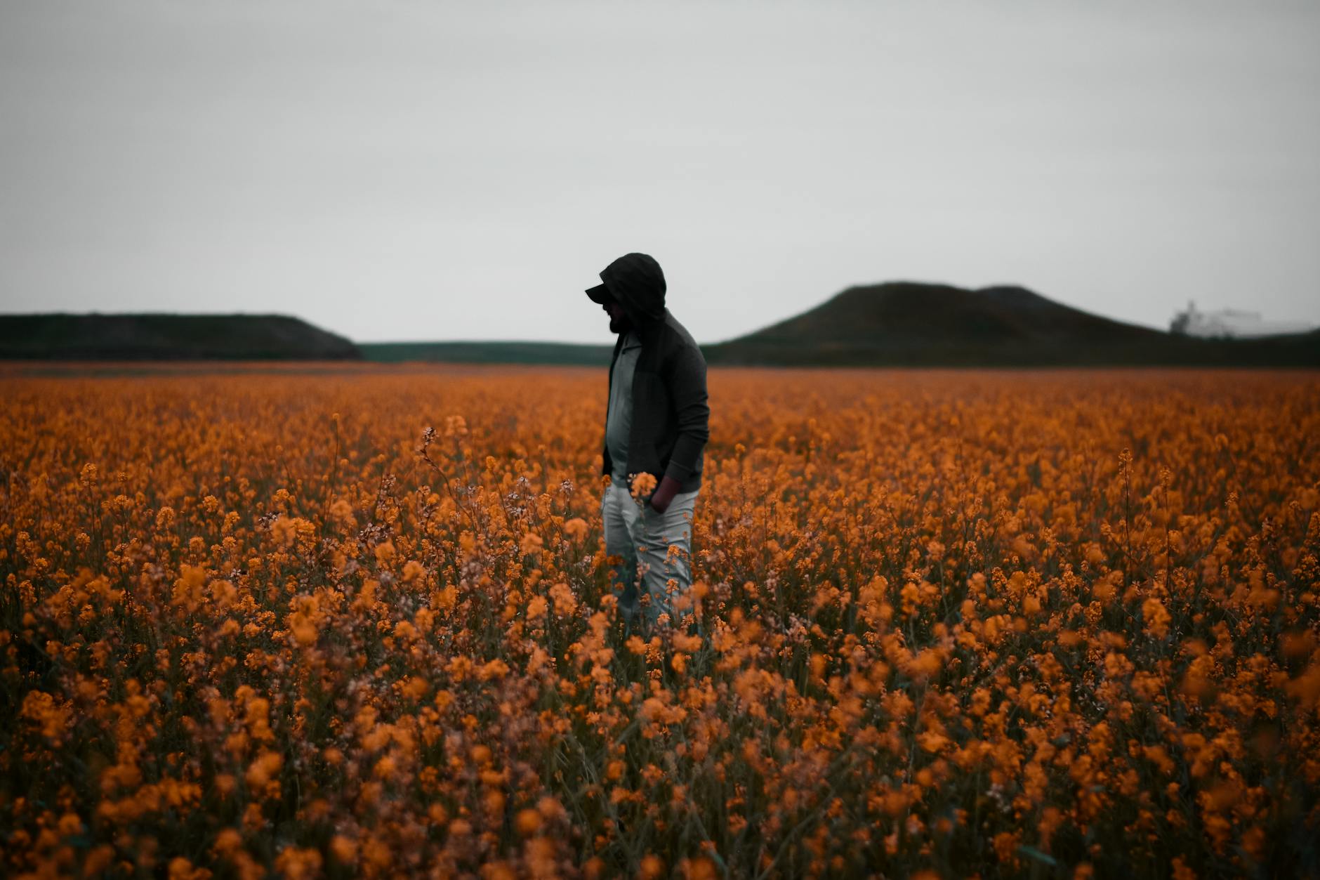 A lone figure in a hoodie stands in a vast orange flower field under an overcast sky, evoking solitude. - spring melancholy therapy