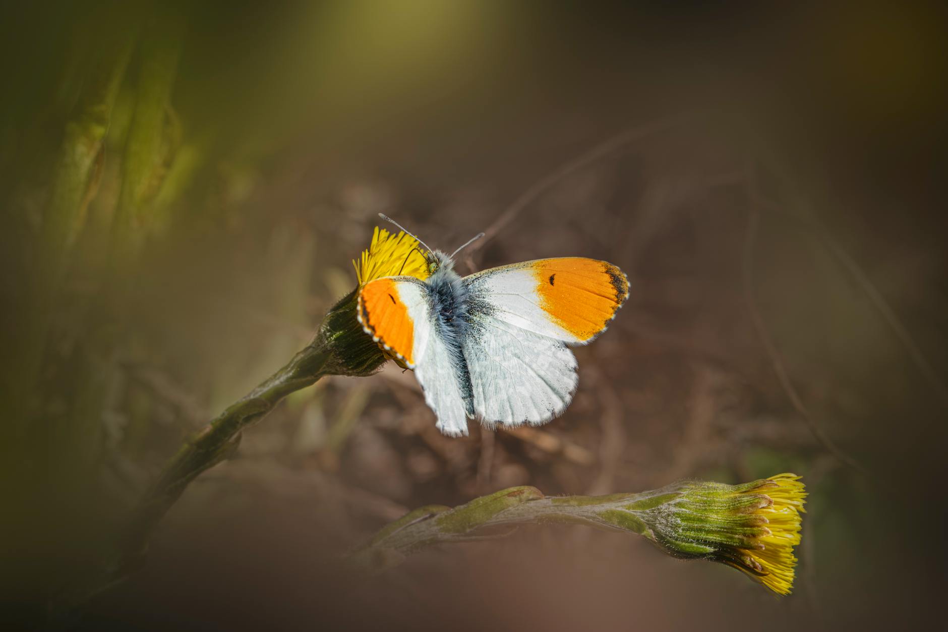 Macro shot of an Orange-Tip butterfly resting on a blooming wildflower, surrounded by lush foliage. - spring parenting tips