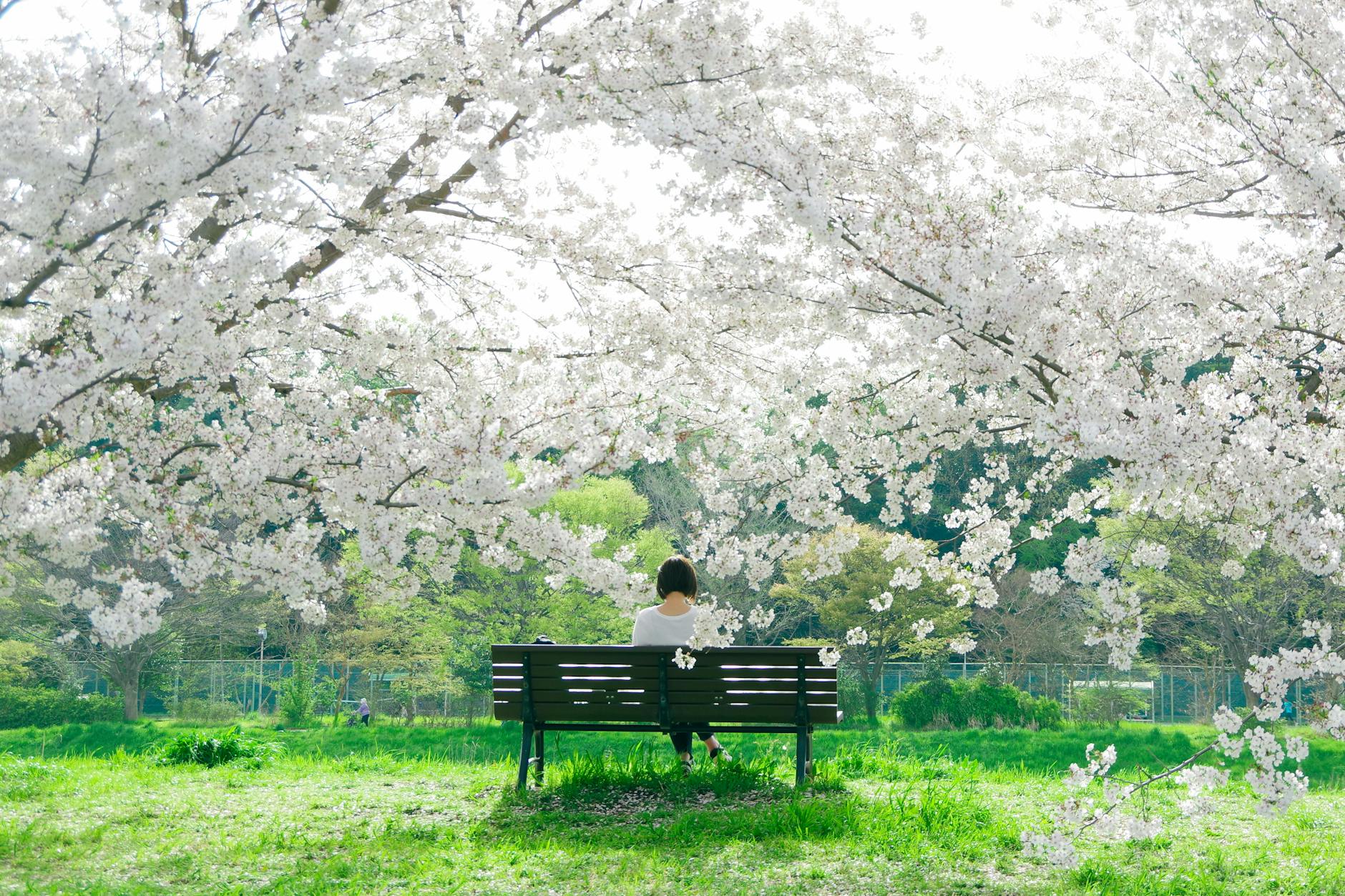 A serene spring scene of a woman sitting on a bench beneath cherry blossoms in a park. - spring sadness relief