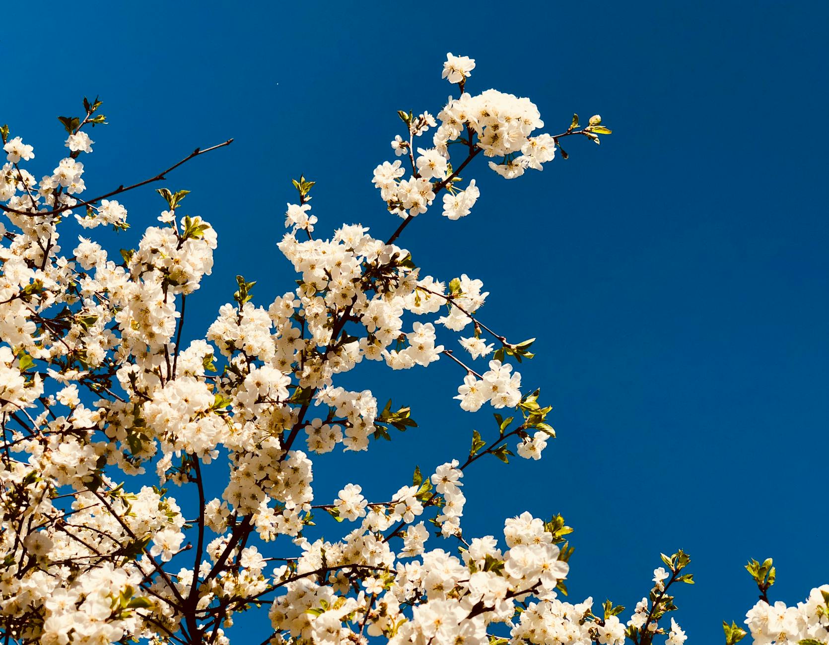 Beautiful white cherry blossoms blooming against a vibrant blue sky in spring. - spring sadness relief