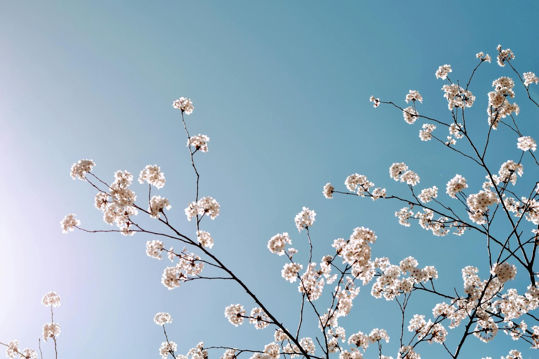 Beautiful cherry blossoms on a tree branch with a bright blue sky background in Toronto. - spring therapy search