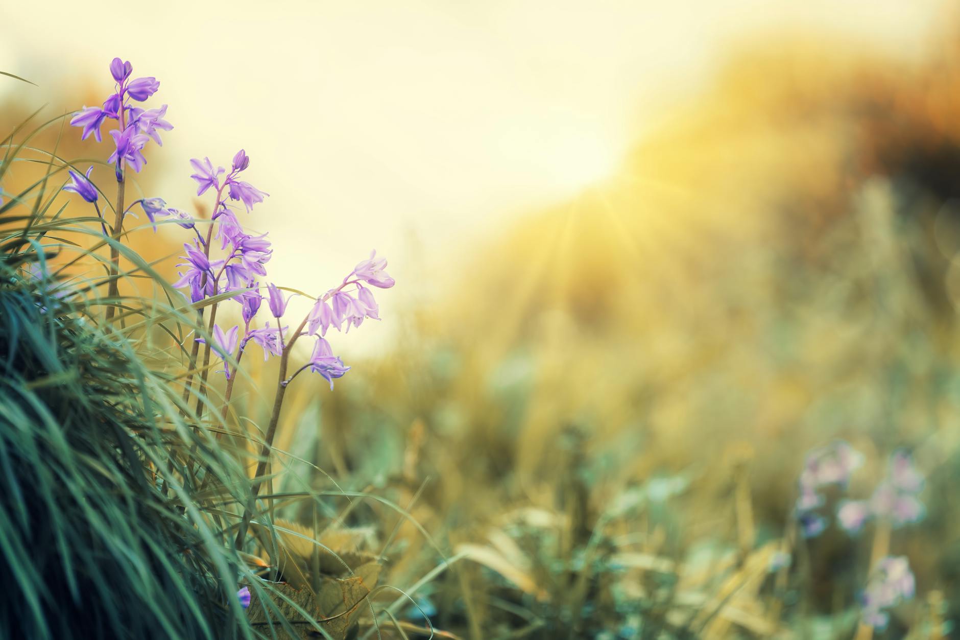 Purple wildflowers basking in bright sunlight in an idyllic summer meadow. - spring therapy search