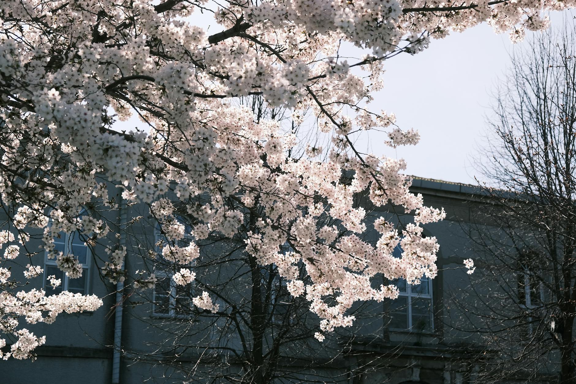 Beautiful cherry blossoms in full bloom with a building backdrop under clear skies. - springtime sadness