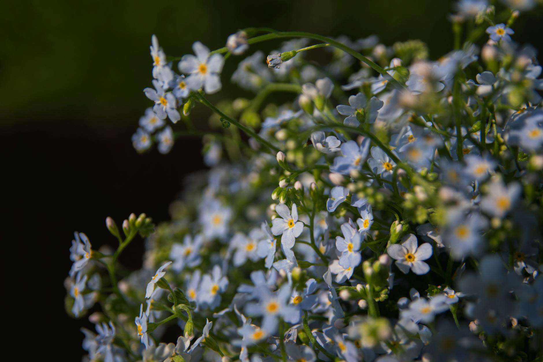 A serene close-up of blooming blue forget-me-not flowers under natural light, showcasing their delicate petals. - therapist for seasonal mood shifts