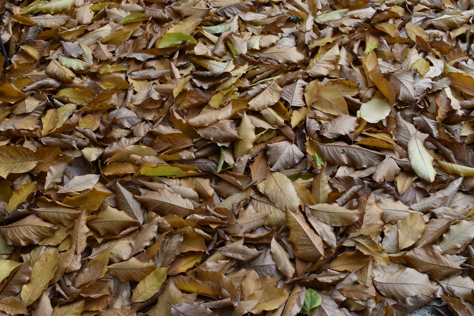 A rich carpet of dried brown leaves covering the ground, representing autumn outdoors. - therapist for seasonal mood shifts
