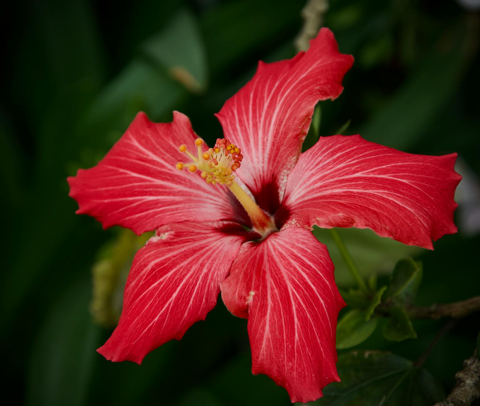 Close-up of a vibrant red hibiscus flower with detailed petals. - toddler spring allergies