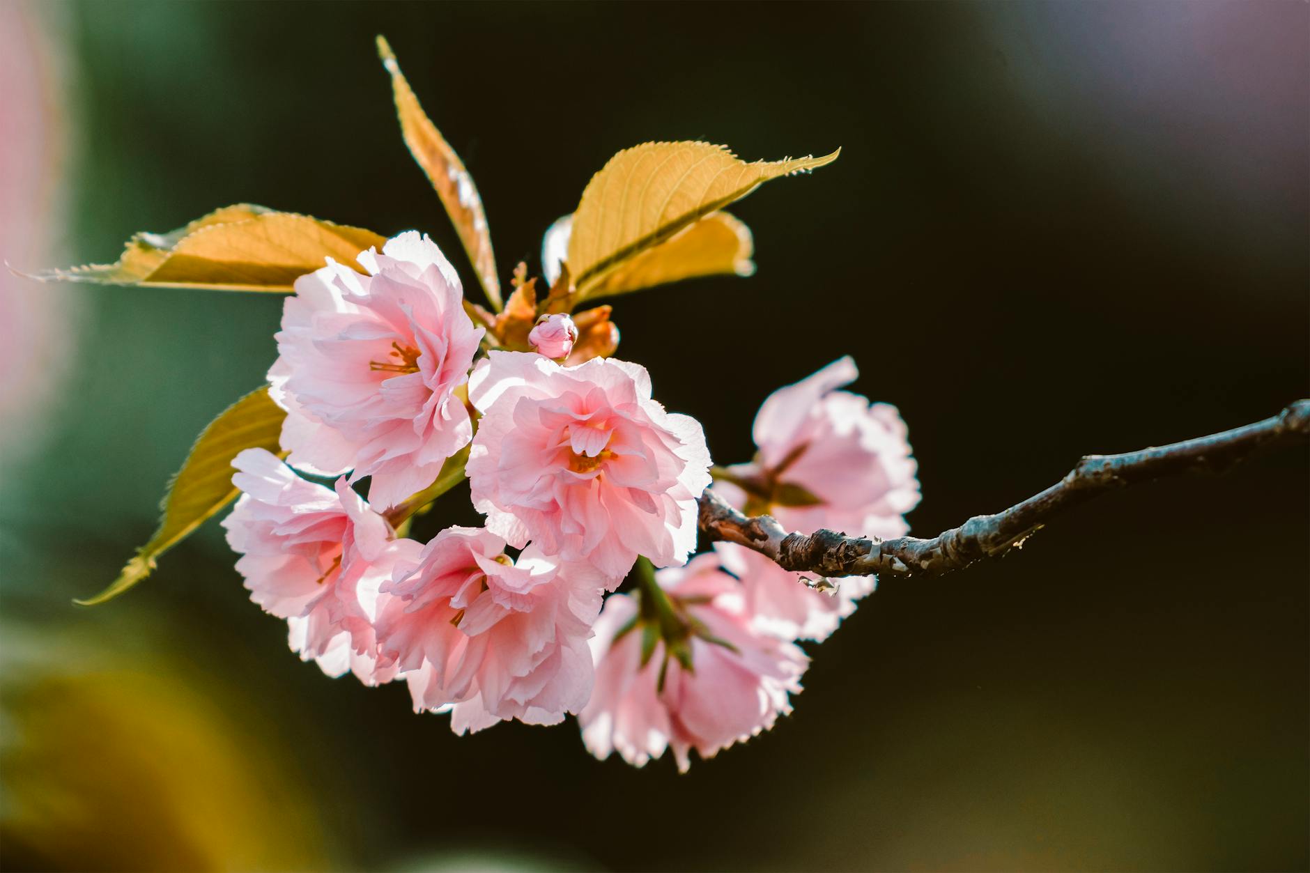 Close-up of delicate pink cherry blossoms on a twig, symbolizing spring beauty. - toddler spring allergies