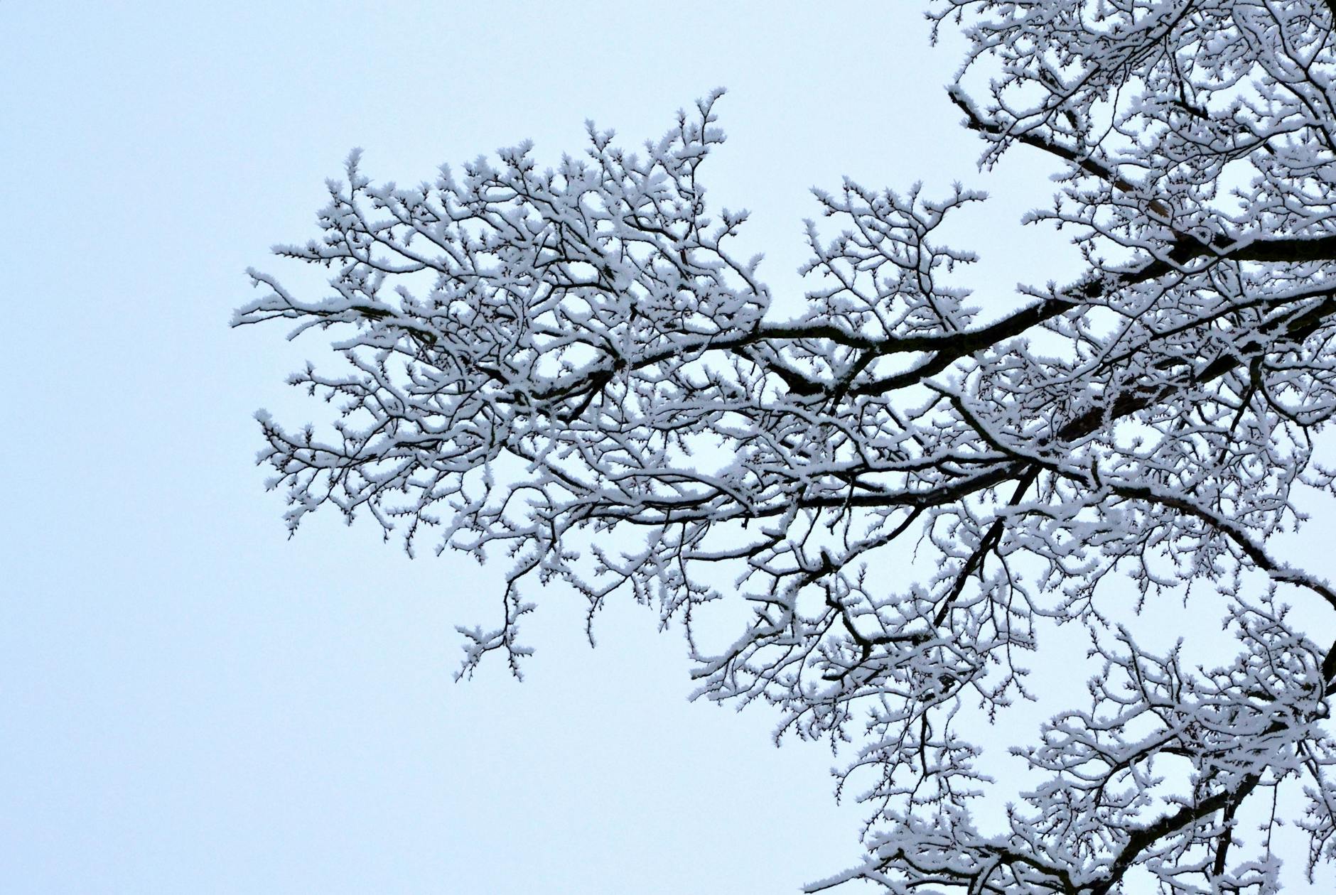 Intricate snow-covered tree branches set against a clear winter sky, showcasing a serene winter scene. - winter marriage blues