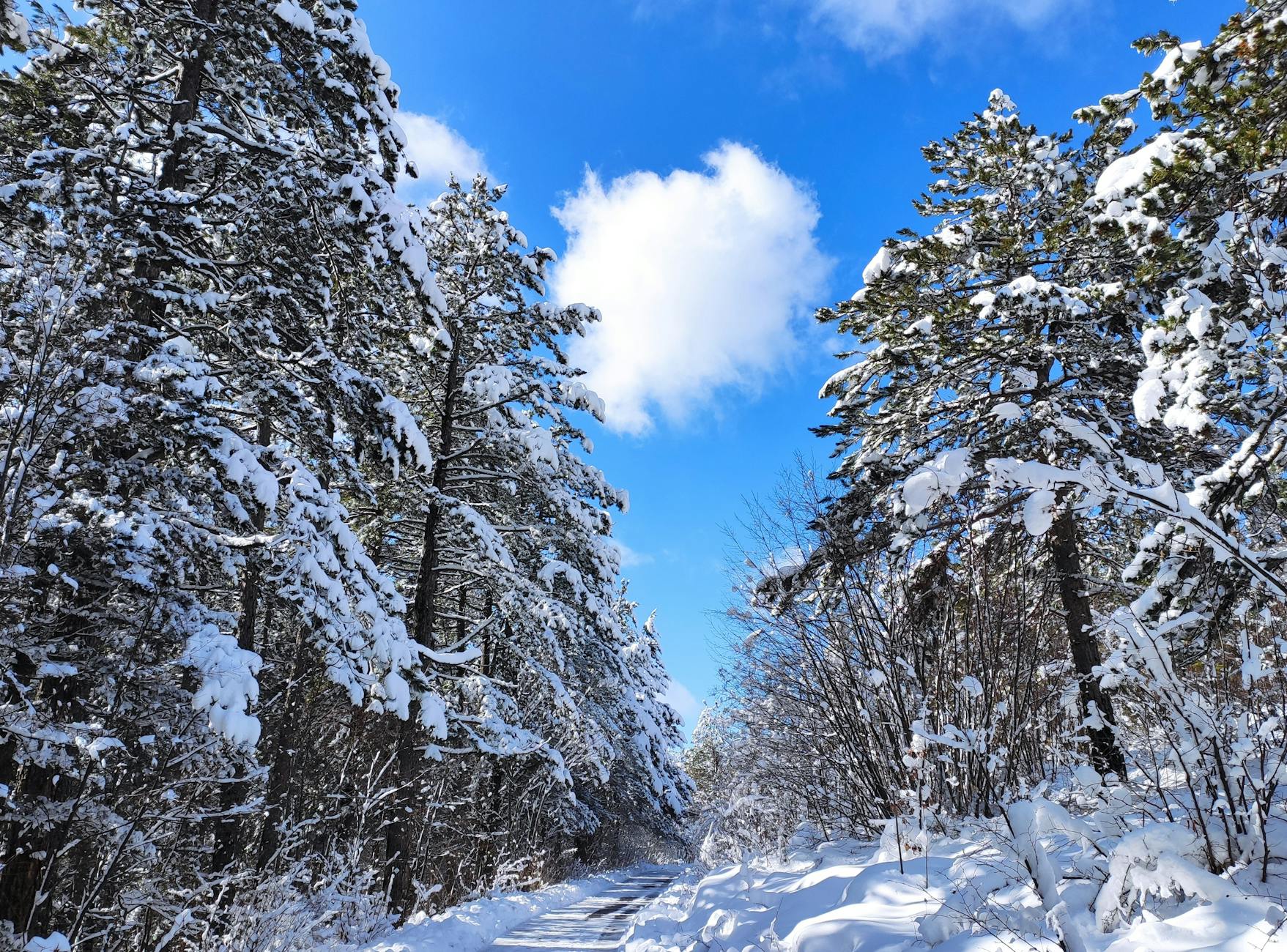 A breathtaking view of a snow-covered path through a pine forest under a bright blue sky. - winter marriage blues