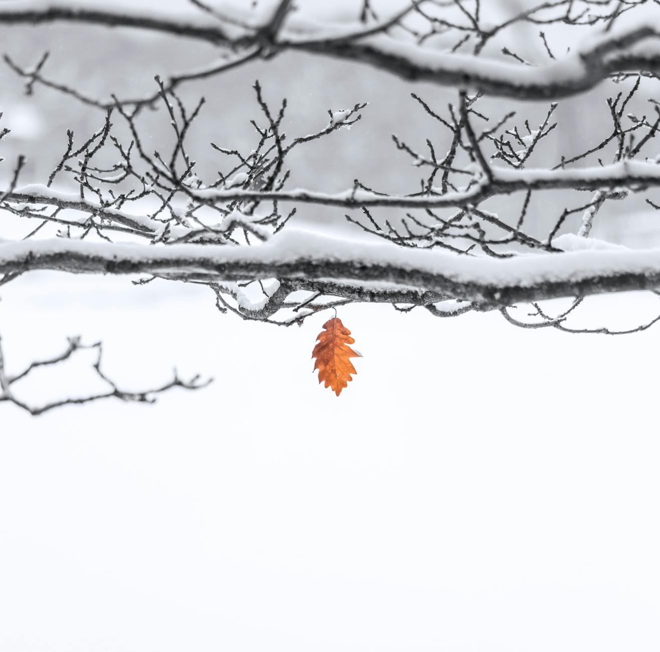 A lone oak leaf hangs amid snow-covered branches, capturing winter's serene beauty. - winter sadness therapy