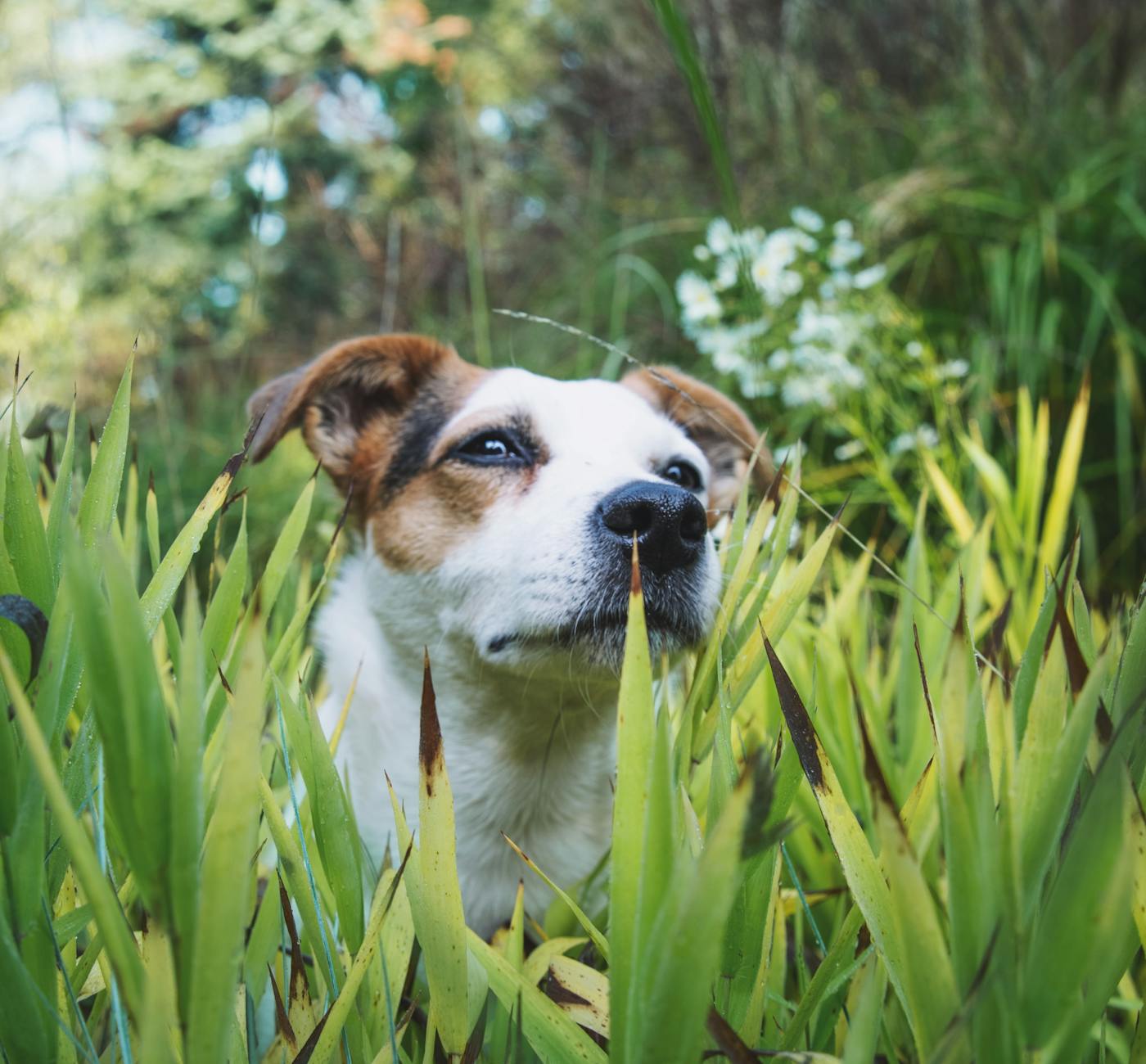 A Jack Russell Terrier peering through lush green foliage on a sunny day. - allergy anxiety relief
