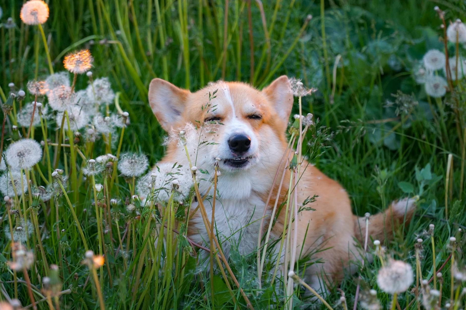 Cute Pembroke Welsh Corgi enjoying a playful day in a grassy meadow with dandelions. - allergy anxiety relief
