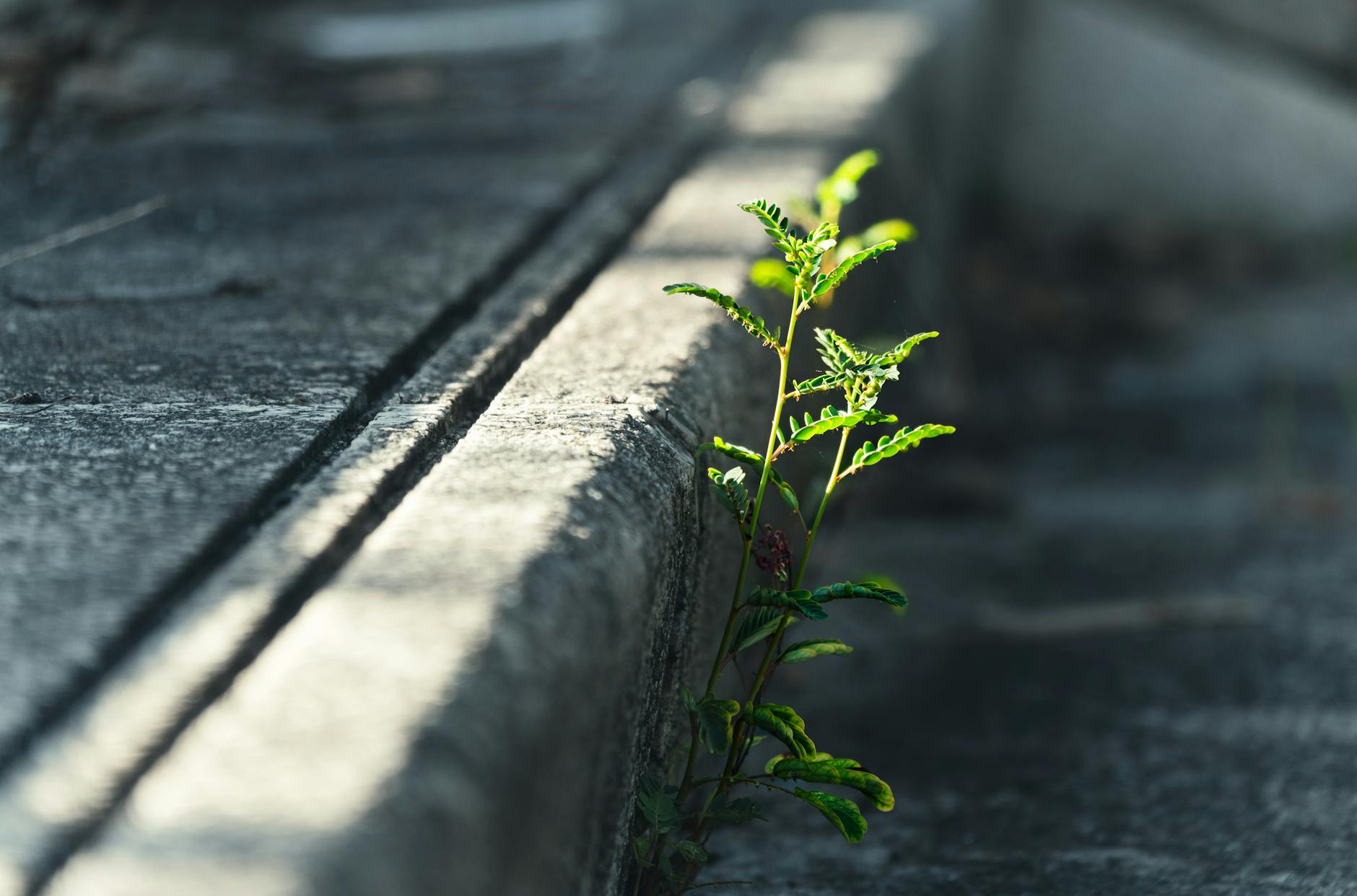 A small green plant thrives through a concrete crack, symbolizing resilience. - cultivating resilience