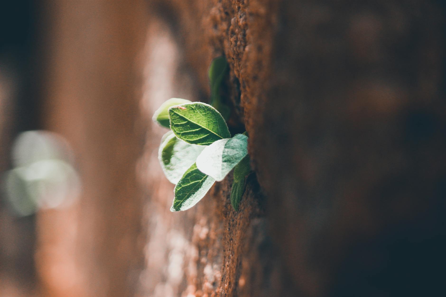 Detailed close-up of vibrant green leaves sprouting through a textured wall, symbolizing life and resilience. - cultivating resilience