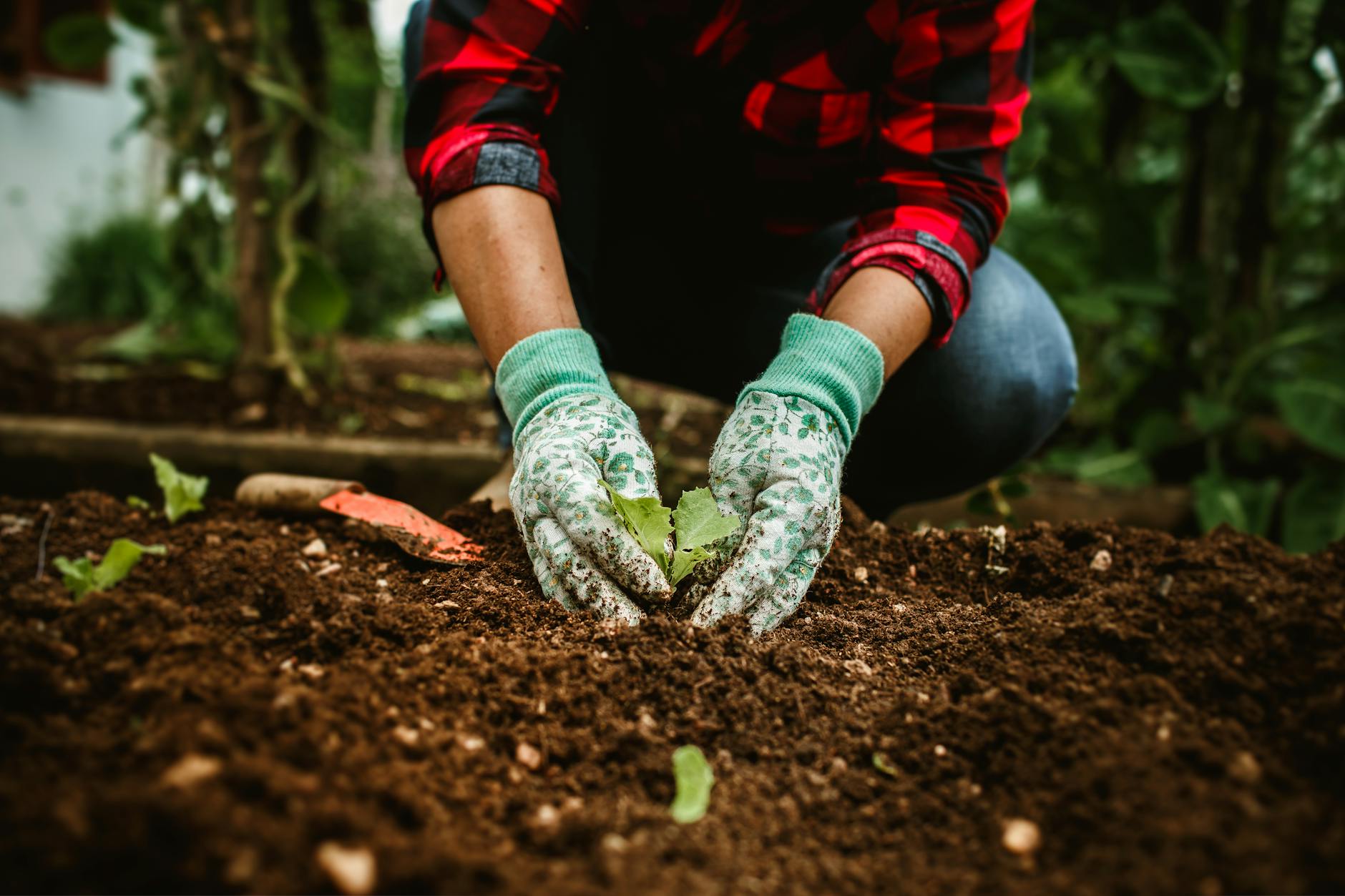 Close-up of hands planting a seedling in a garden bed, signifying growth. - cultivating resilience