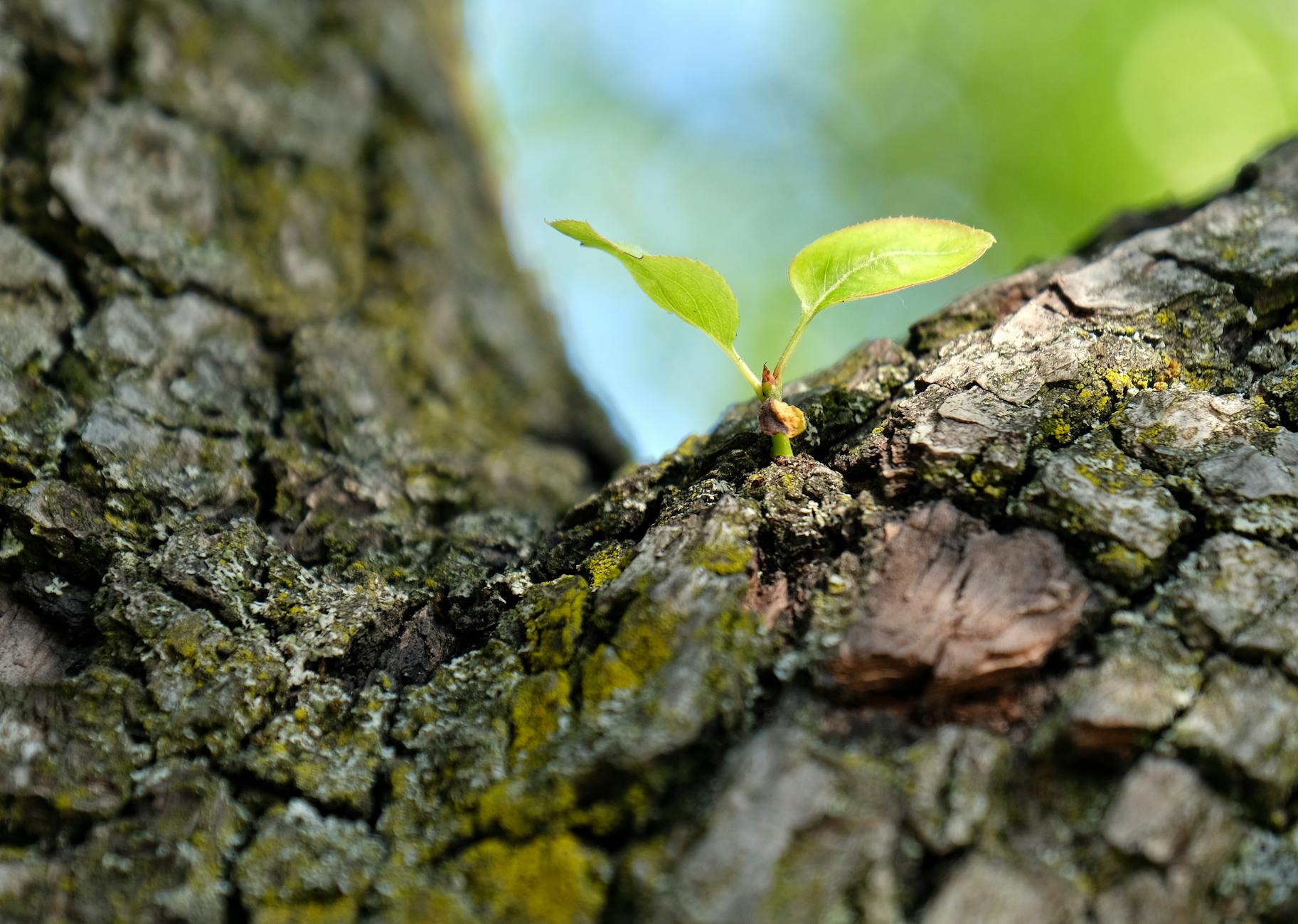 A fresh green leaf emerging from a textured tree bark, representing new growth and nature's resilience. - cultivating resilience
