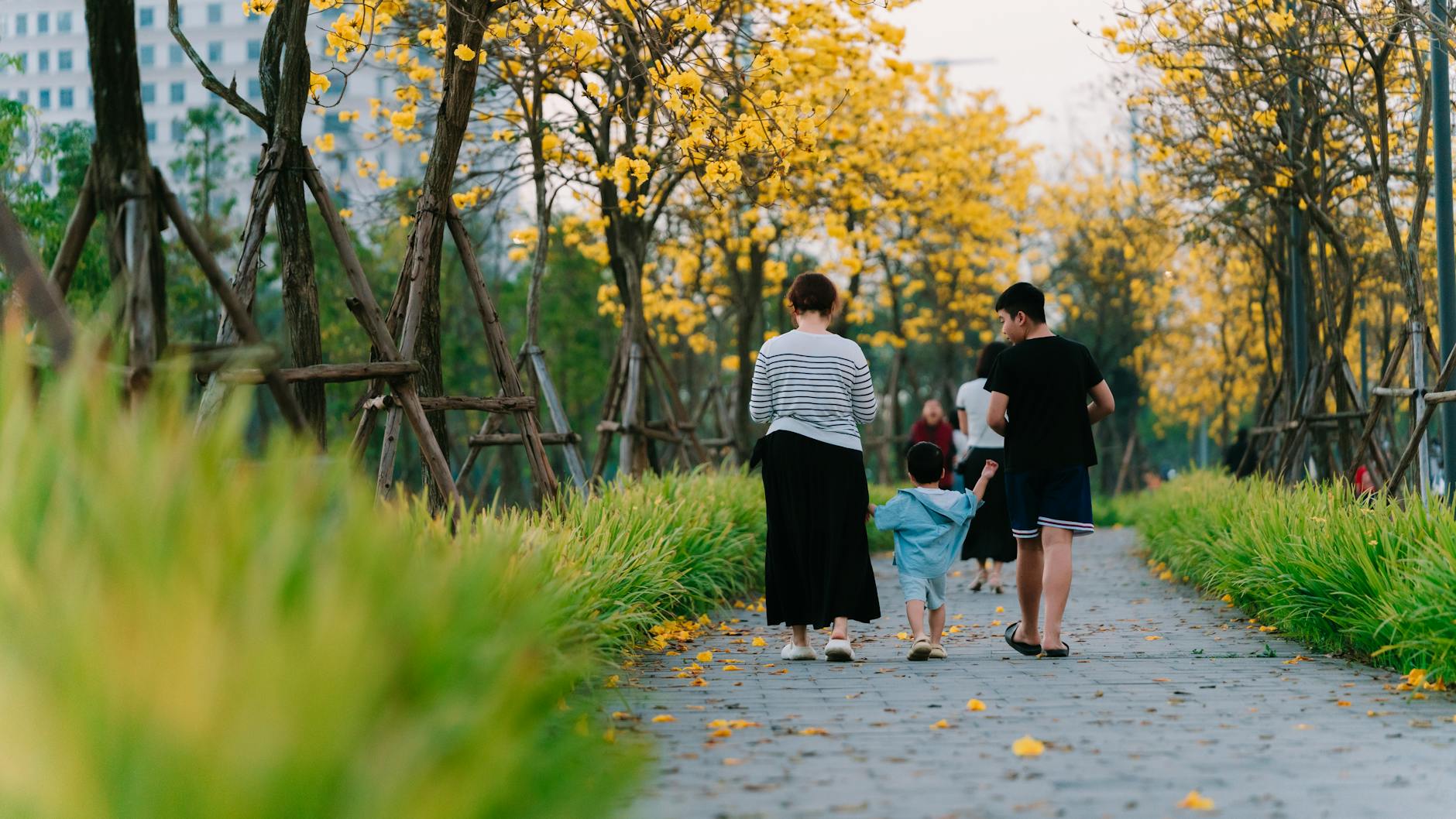 A family enjoys a peaceful walk under vibrant yellow flowering trees in Hà Nội. - family therapy spring