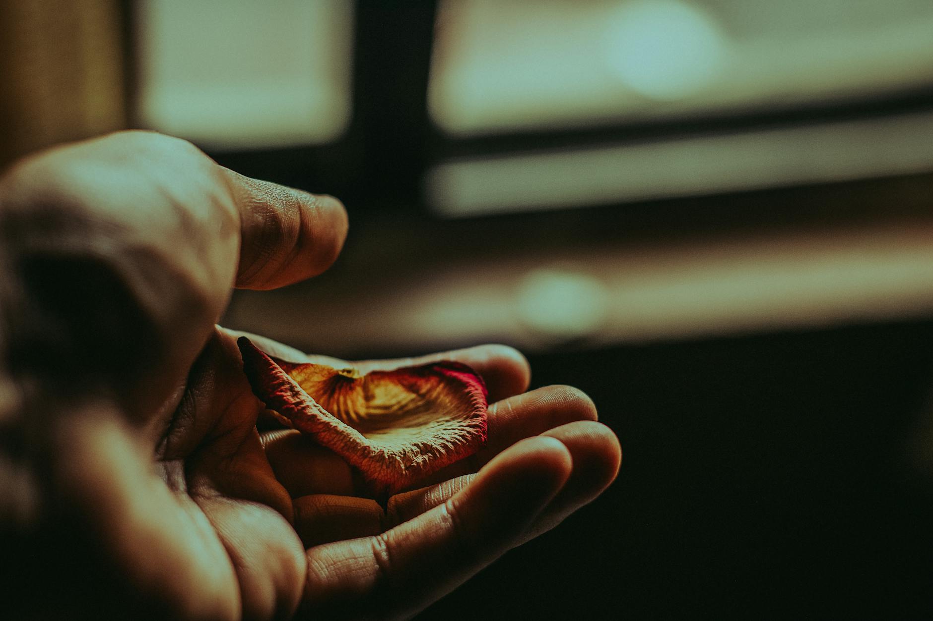 Artistic close-up of a hand holding a dried petal with warm lighting. - letting go resentment
