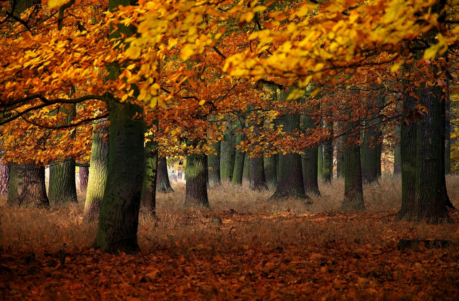 A picturesque autumn forest scene with golden leaves creating a warm and vibrant atmosphere. - seasonal mood therapy