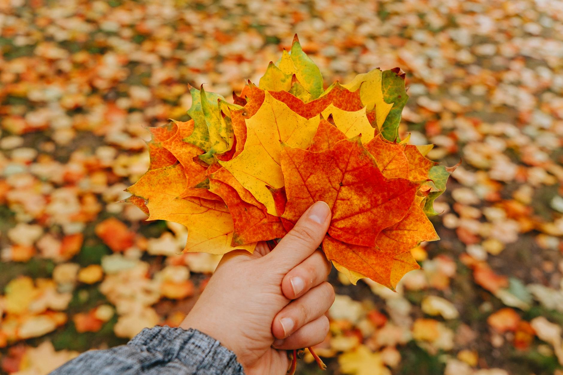 Colorful maple leaves held in hand symbolizing fall season's beauty. - seasonal mood therapy