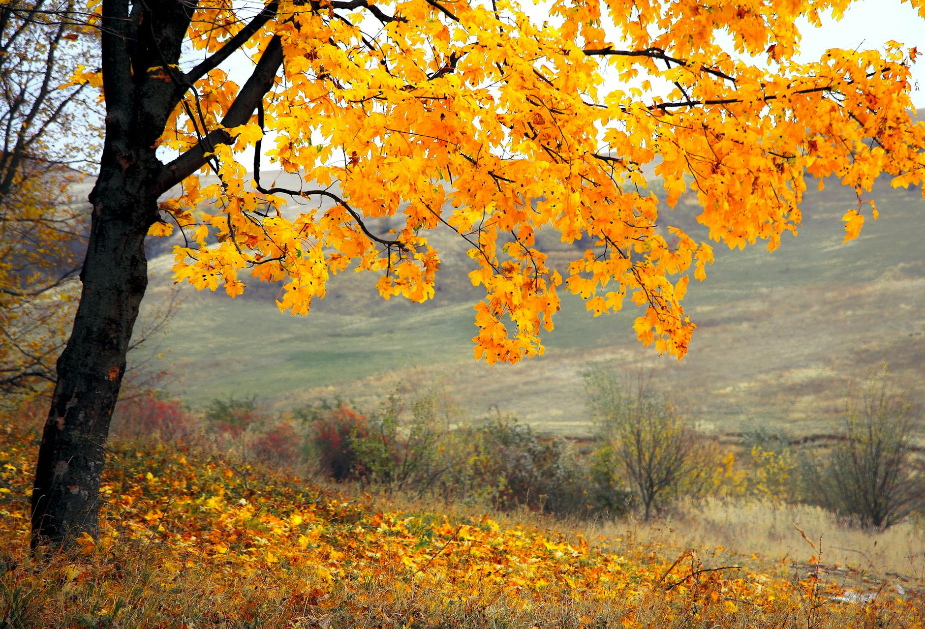 Vibrant yellow leaves on a tree during autumn in a peaceful park setting. - seasonal mood therapy
