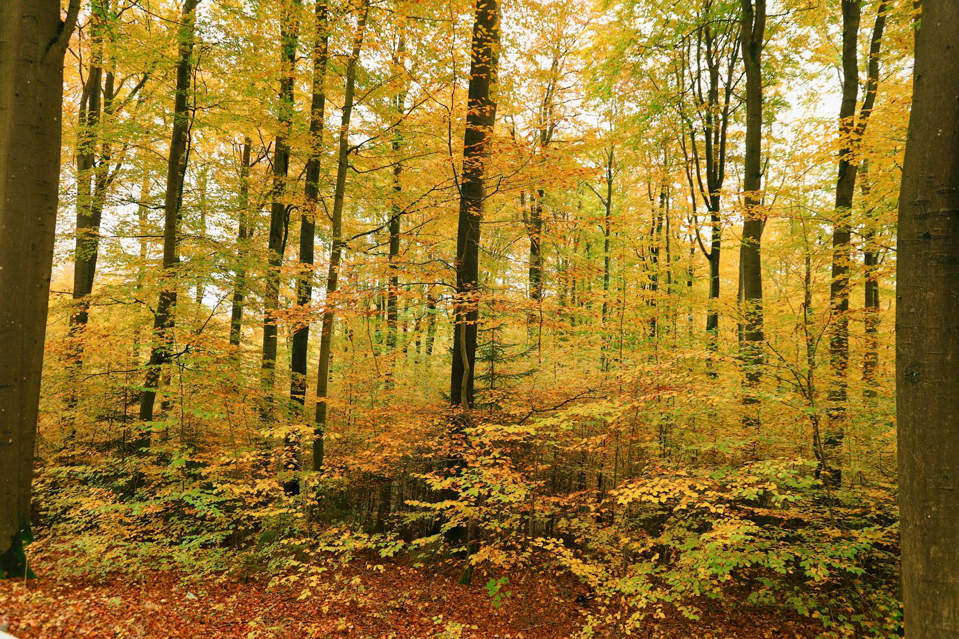 An enchanting autumn forest showcasing vibrant yellow and orange foliage. - seasonal mood therapy