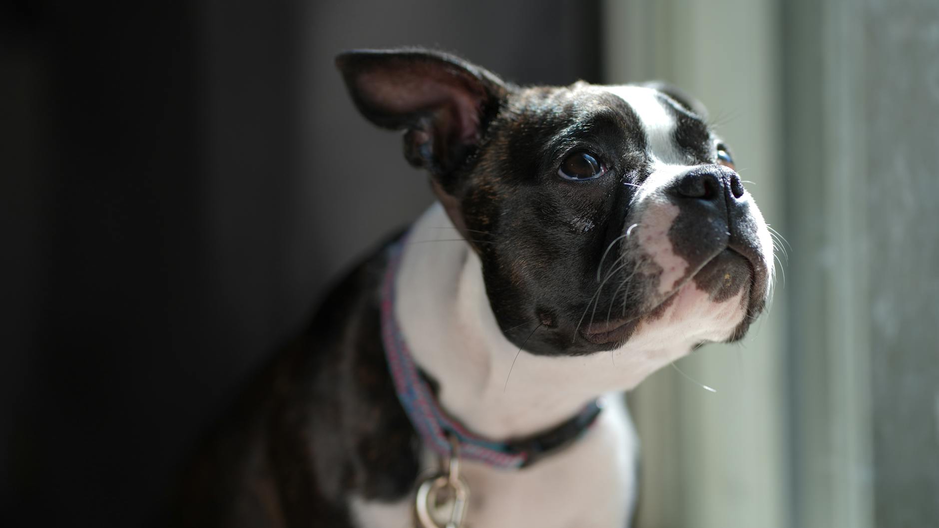 Charming Boston Terrier puppy portrait in natural indoor lighting. - sibling rivalry boston
