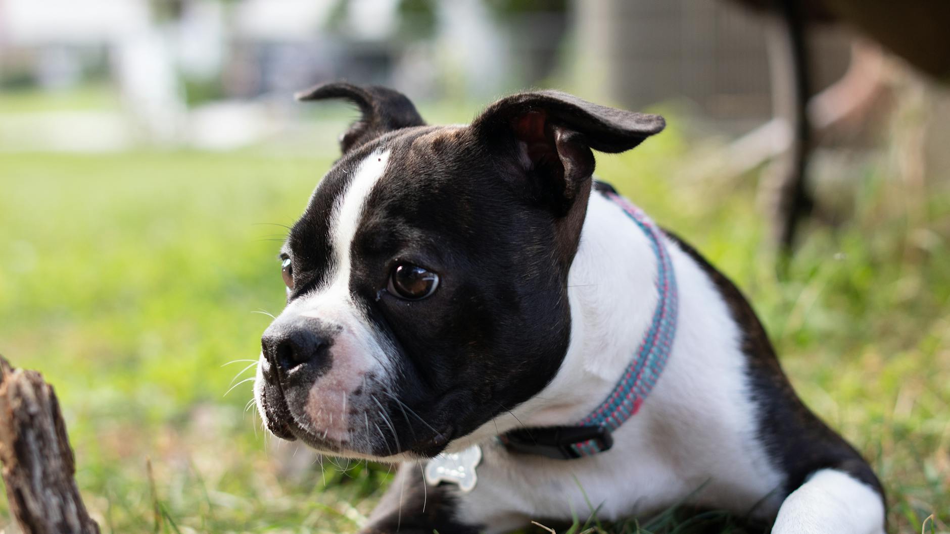 A cute Boston Terrier puppy lying on grass, showcasing its alert expression and floppy ears. - sibling rivalry boston