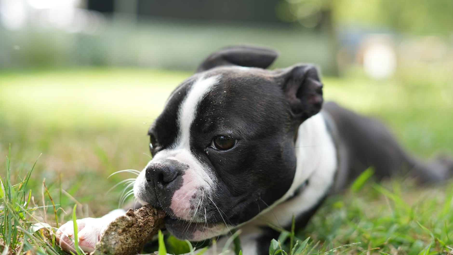 Adorable Boston Terrier puppy lying on grass chewing a stick. Perfect pet photography. - sibling rivalry boston