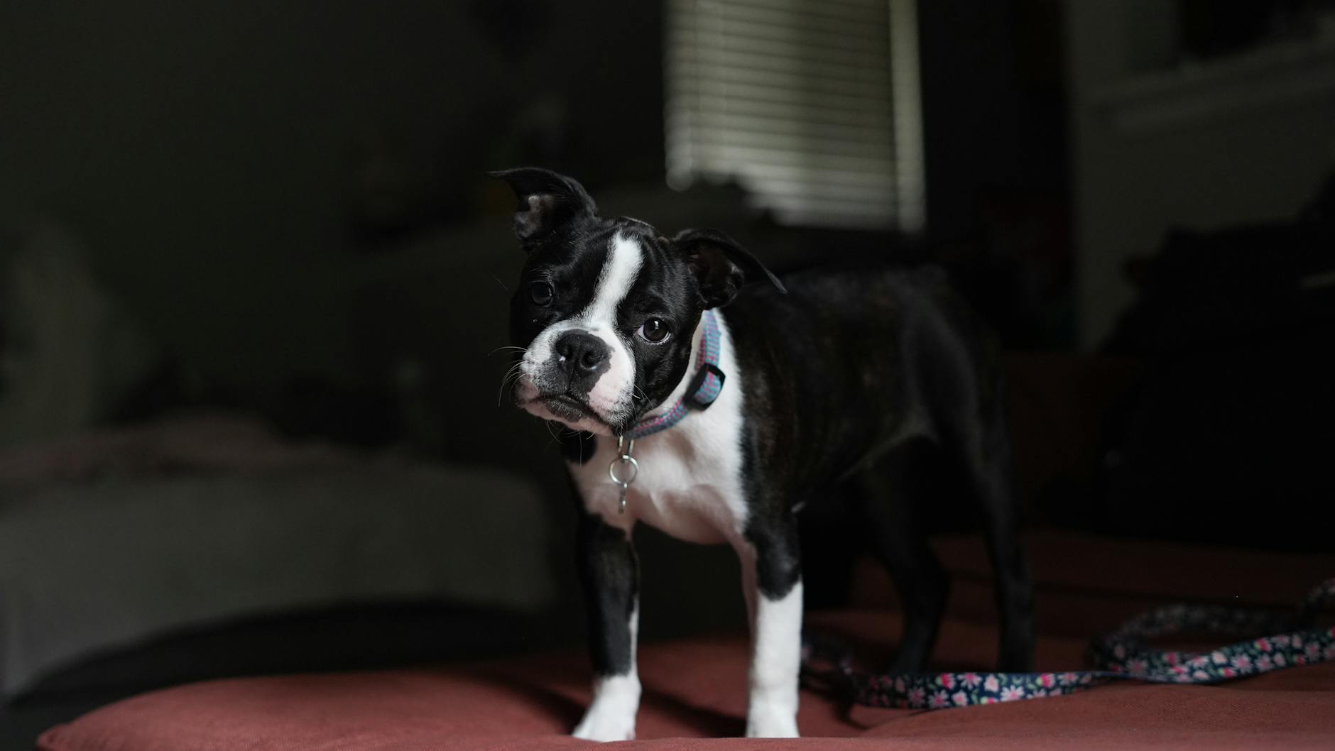 A cute Boston Terrier stands on a bed in a dimly lit bedroom, looking at the camera. - sibling rivalry boston