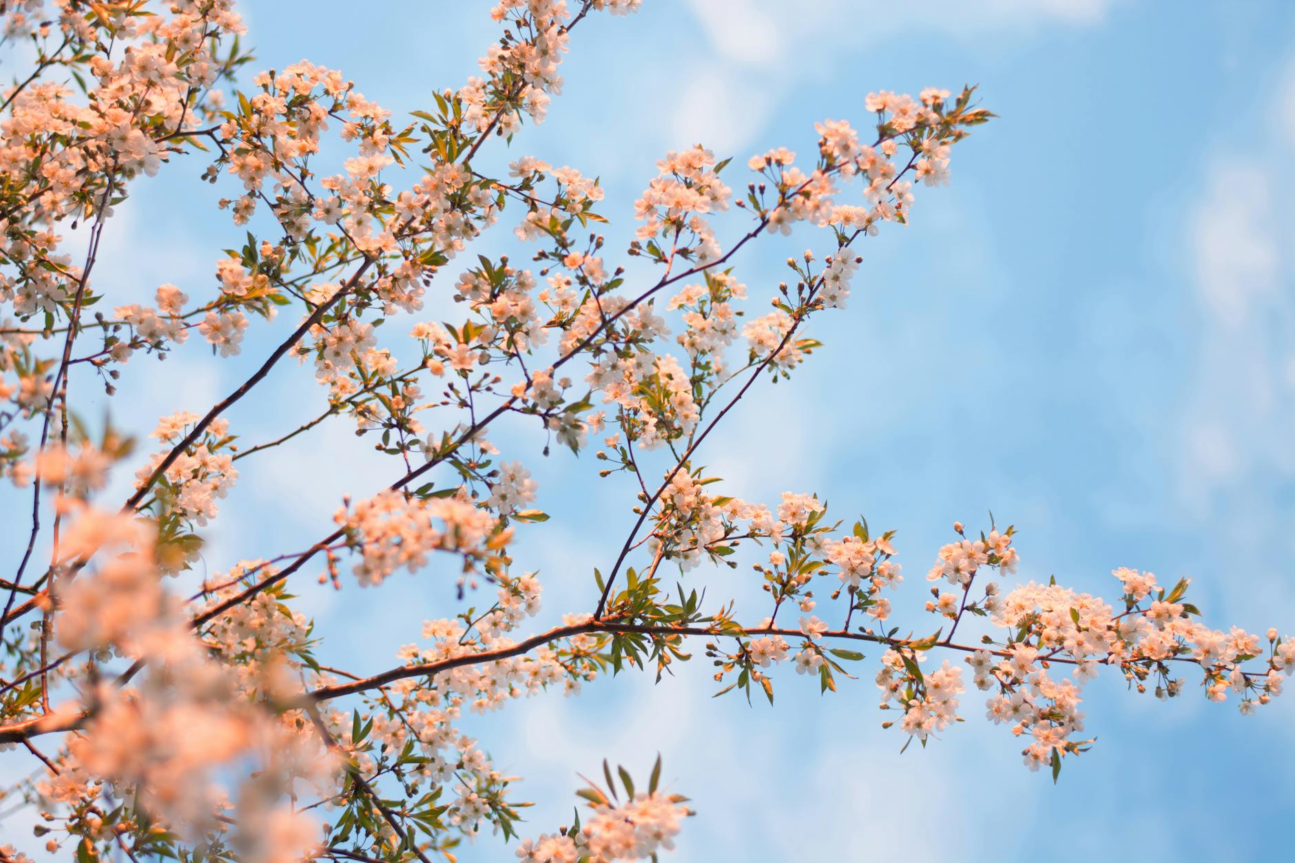 Vibrant spring blossoms on tree branches against a clear blue sky, capturing the essence of the season. - spring allergy anxiety