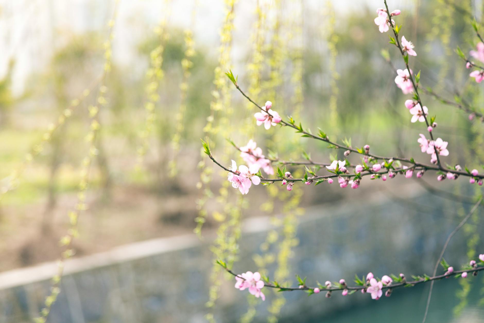 Beautiful pink blossoms in springtime with a soft, blurred background. - spring anxiety therapist