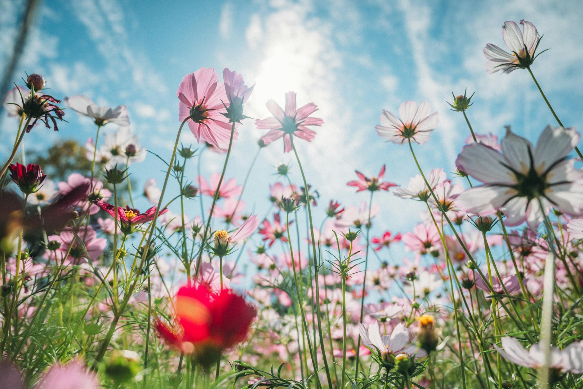 Low-angle view of vibrant cosmos flowers with a sunny background and clear blue sky. - spring anxiety therapist