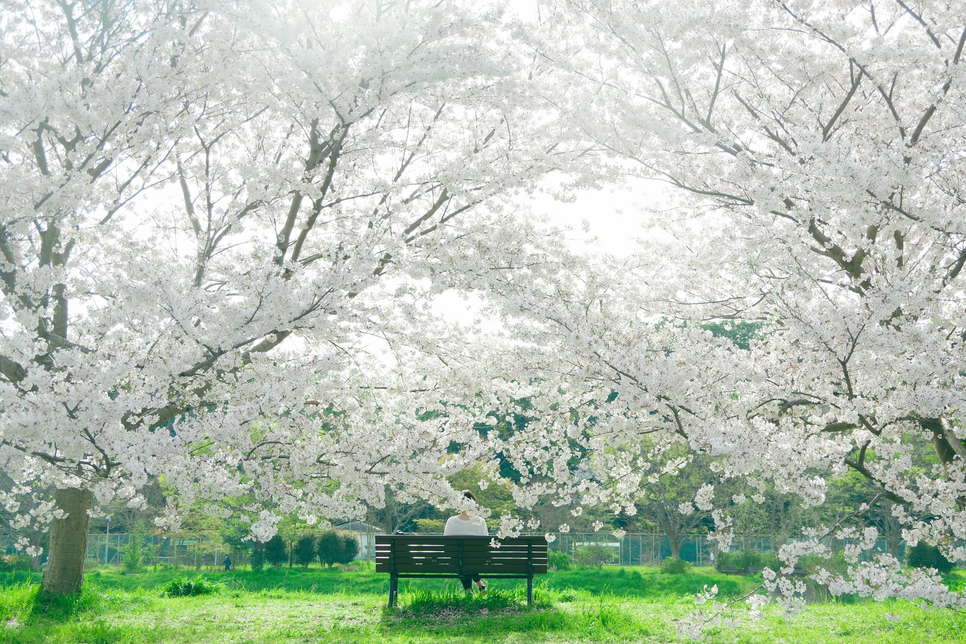 A woman peacefully sitting under blooming cherry blossoms in a park during spring. - spring anxiety therapy