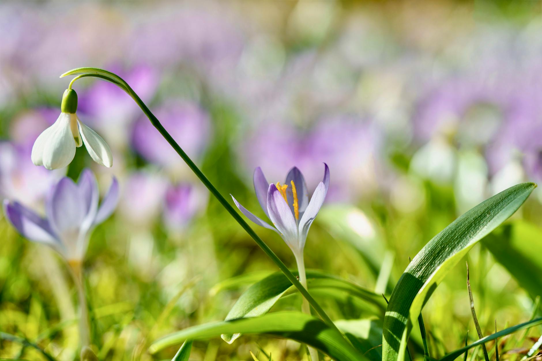 Close-up of blooming crocus and snowdrop flowers in a vibrant spring meadow. - spring lethargy treatment