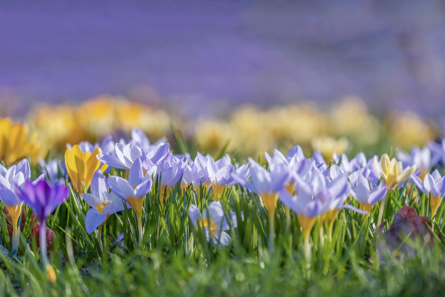 A colorful display of blooming crocuses in a field, capturing the essence of spring. - spring lethargy treatment