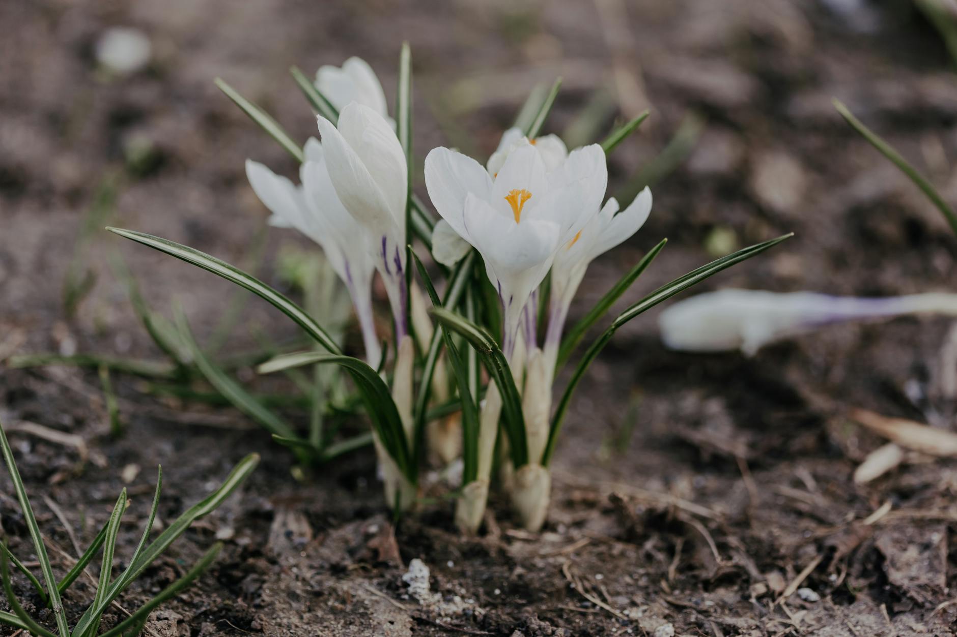 Delicate crocus flowers with white tender petals and green leaves growing on soil on blurred background on summer day in garden - spring lethargy treatment